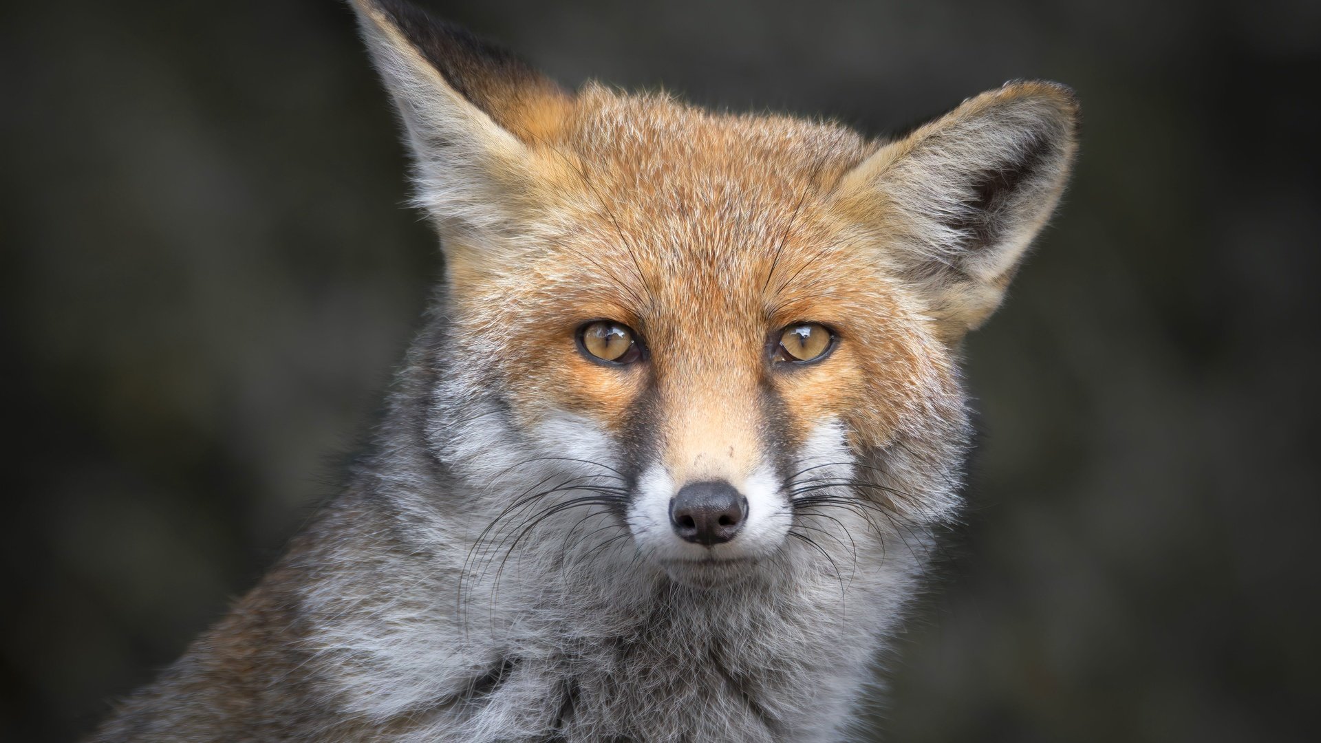 Обои морда, портрет, взгляд, лиса, серый фон, лисица, уши, face, portrait, look, fox, grey background, ears разрешение 5568x3712 Загрузить