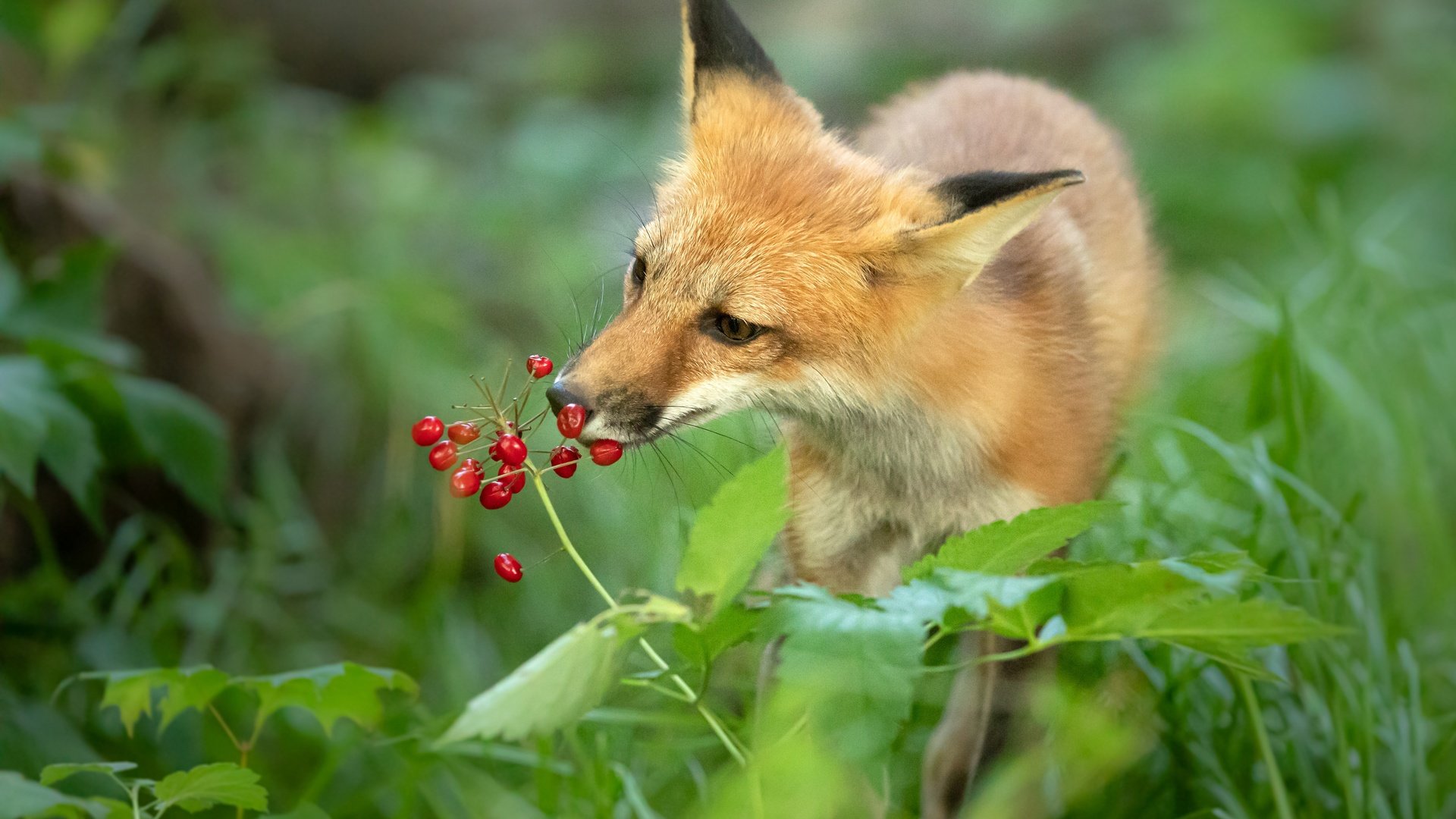 Обои морда, трава, зелень, поза, рыжая, лиса, ягоды, нюхает, face, grass, greens, pose, red, fox, berries, sniffing разрешение 3840x2560 Загрузить