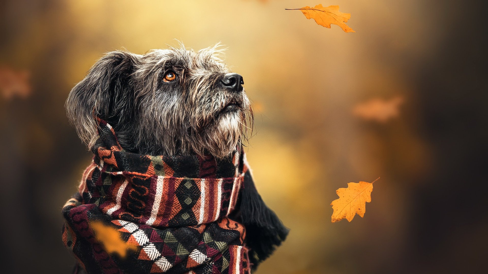 Обои осень, собака, шарф, autumn, dog, scarf разрешение 2048x1365 Загрузить