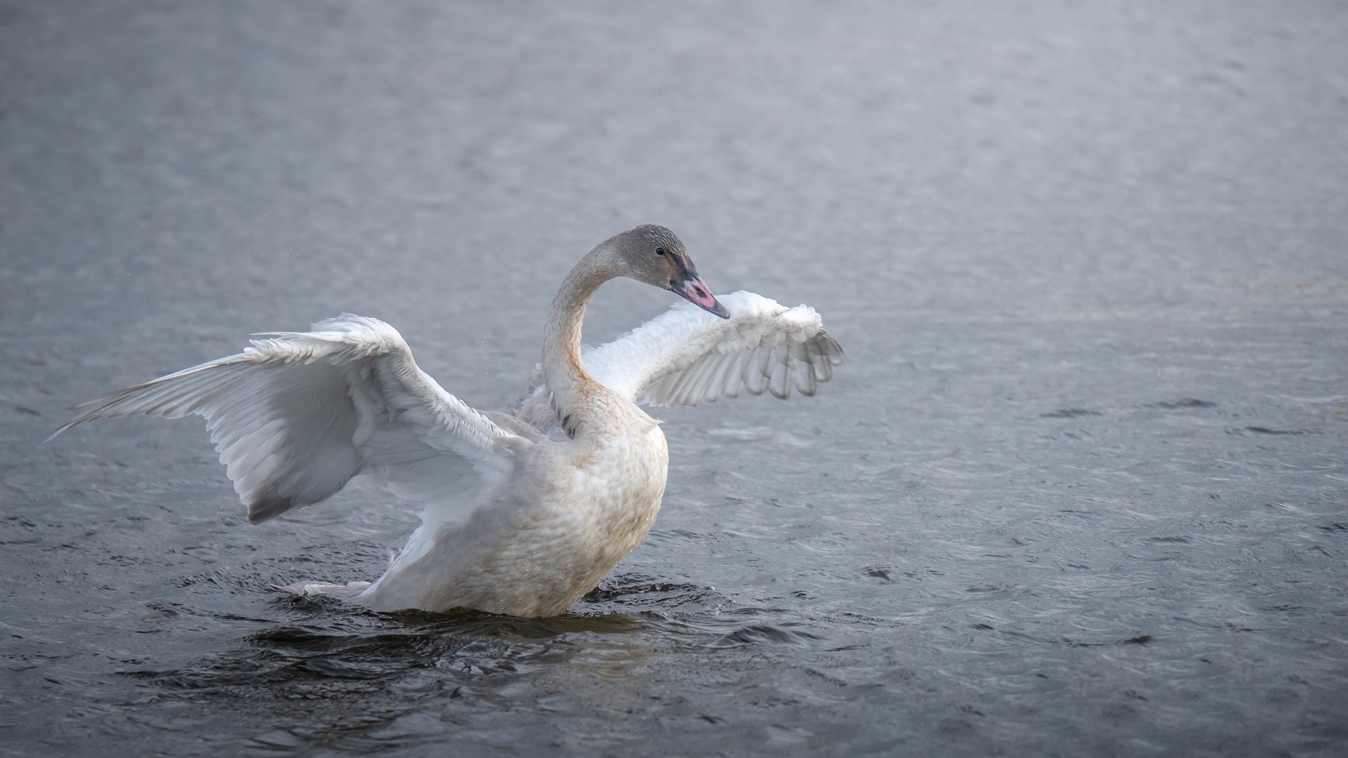 Обои озеро, птица, лебедь, lake, bird, swan разрешение 3840x2160 Загрузить