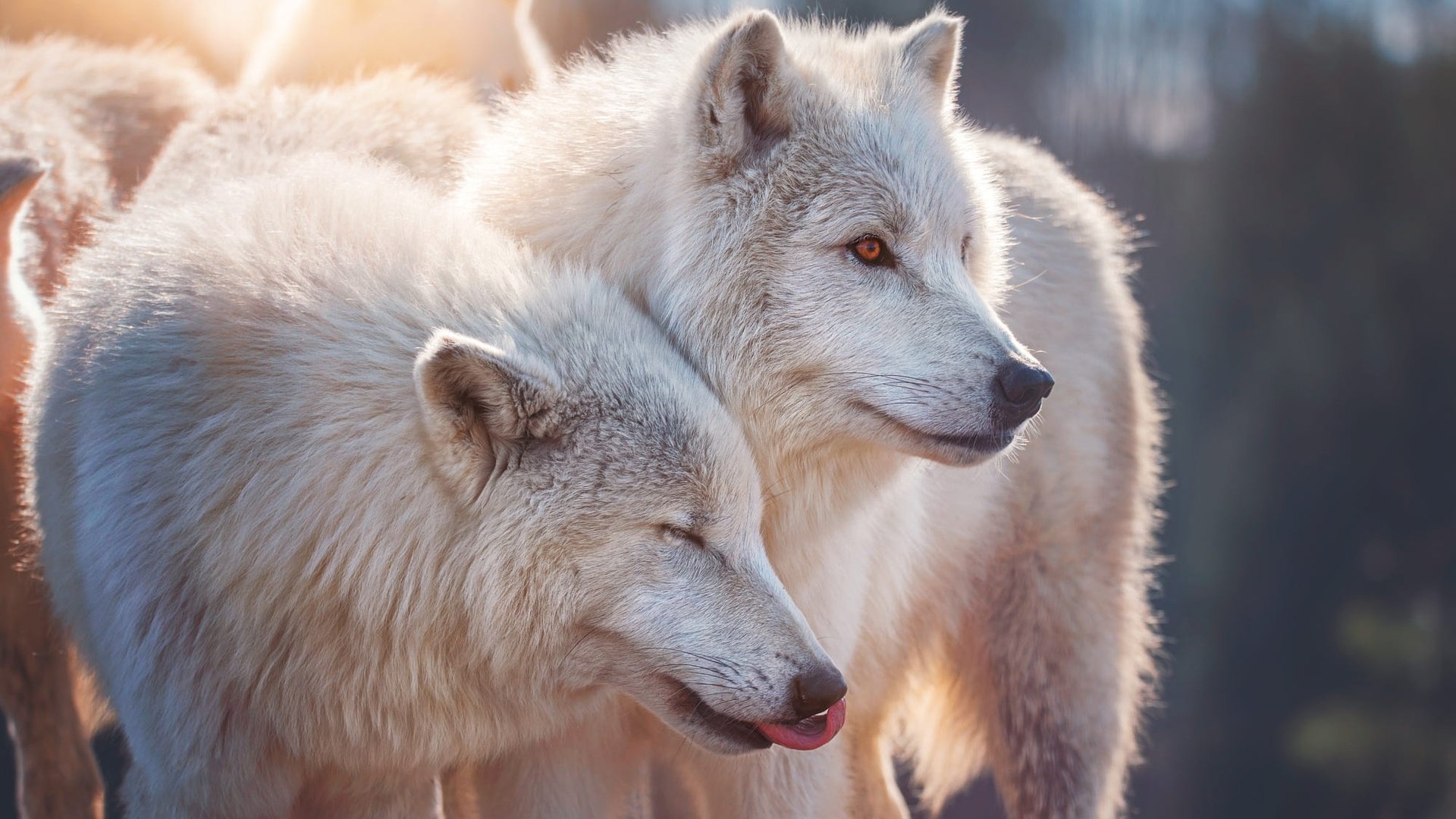 Обои пара, белые, волки, морды, полярные, полярный волк, pair, white, wolves, muzzle, polar, polar wolf разрешение 2000x1350 Загрузить