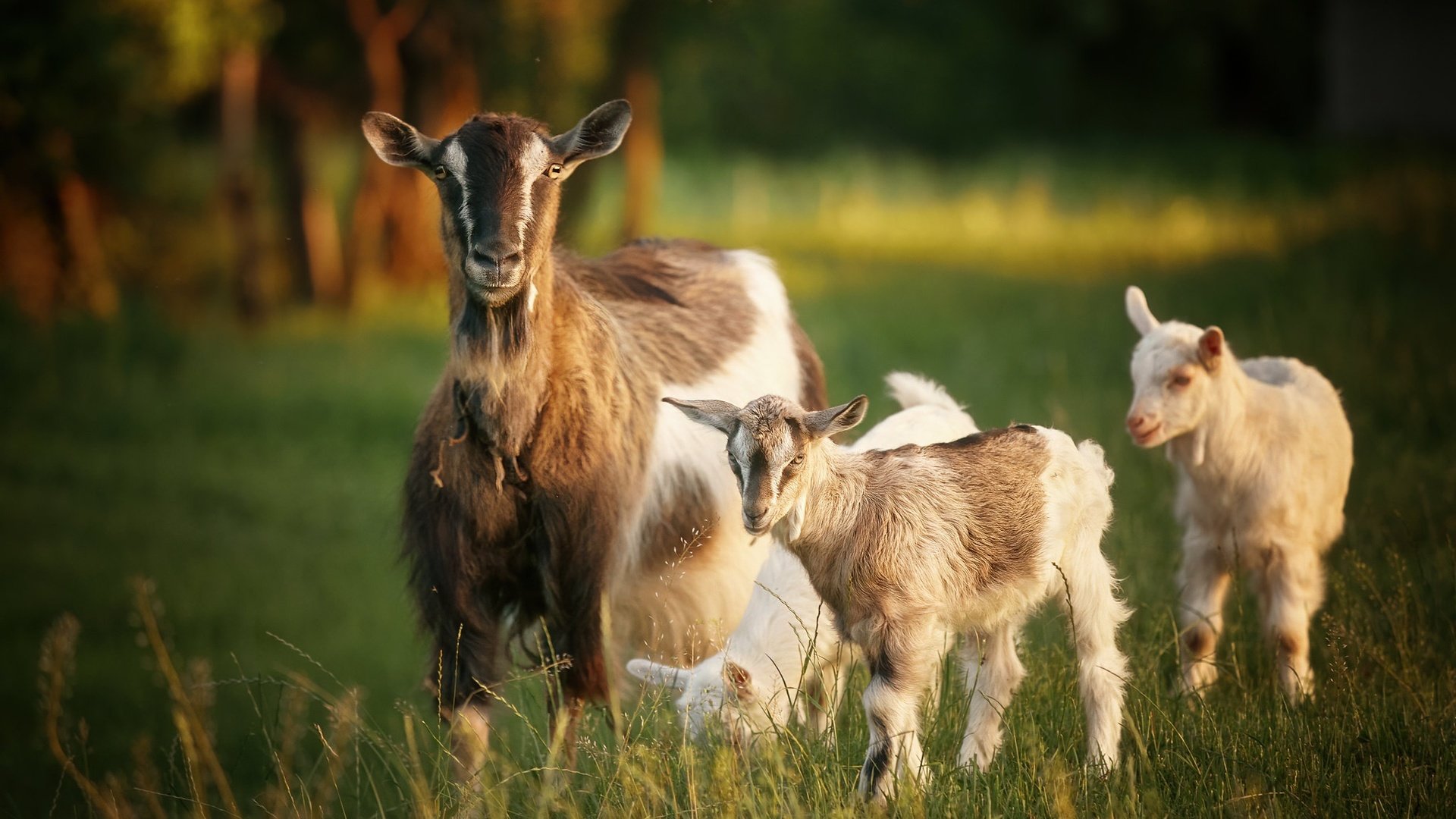 Обои природа, лето, козы, nature, summer, goats разрешение 2048x1366 Загрузить