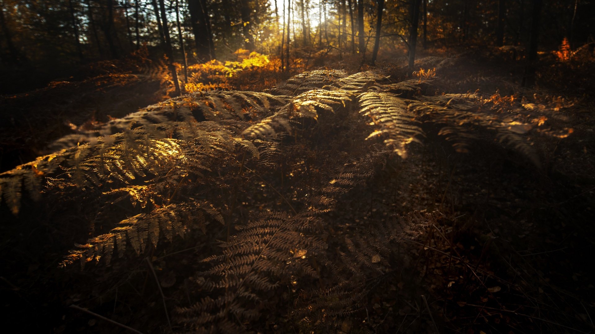 Обои природа, осень, папоротники, nature, autumn, ferns разрешение 3840x2160 Загрузить