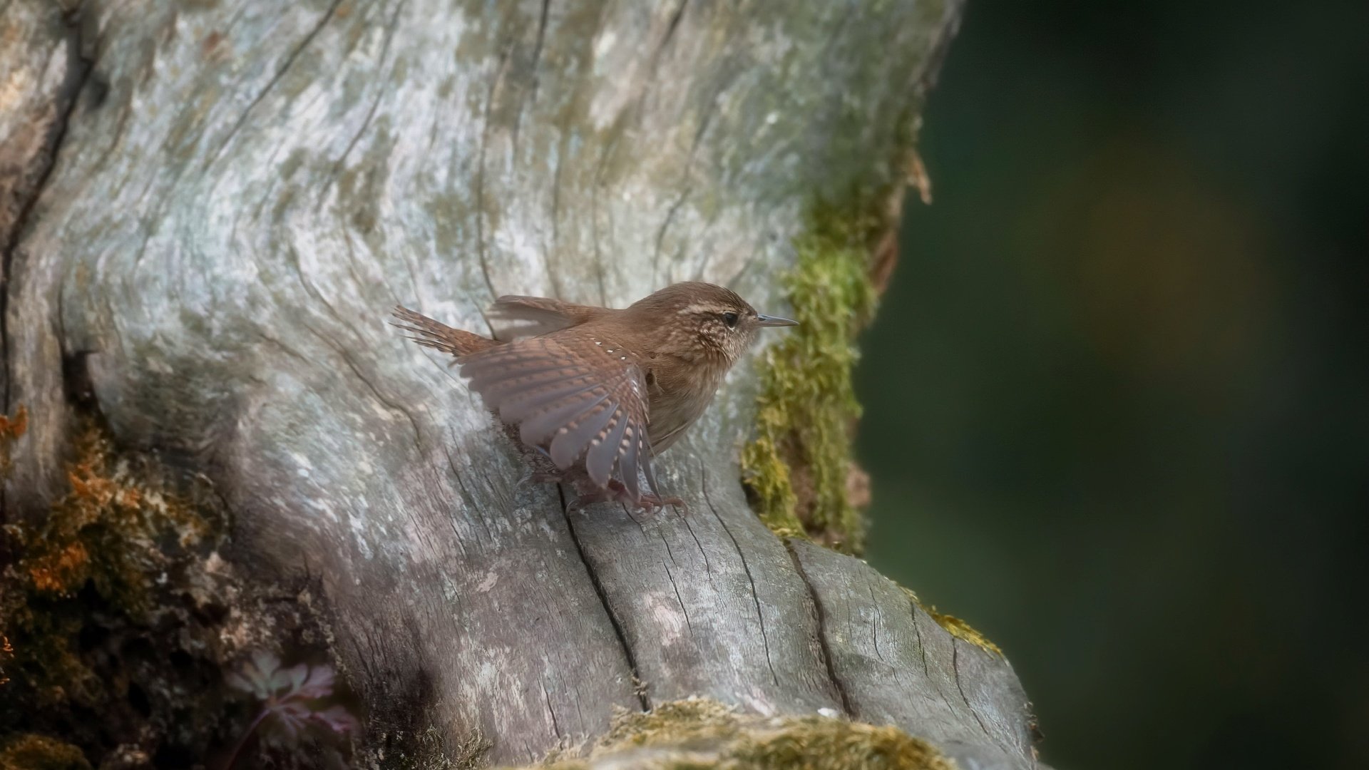 Обои природа, птица, крапивник, nature, bird, wren разрешение 3192x2124 Загрузить