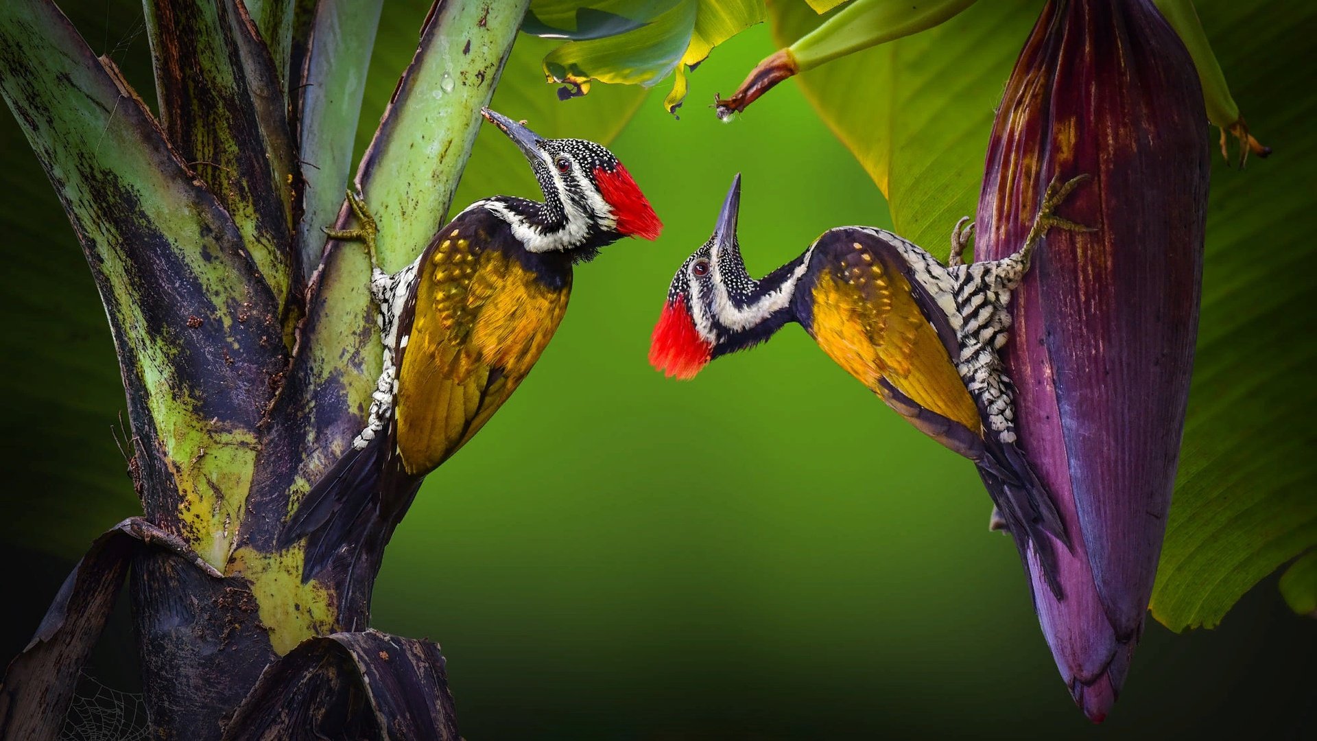 Обои природа, растения, птицы, пара, тропики, nature, plants, birds, pair, tropics разрешение 2000x1125 Загрузить