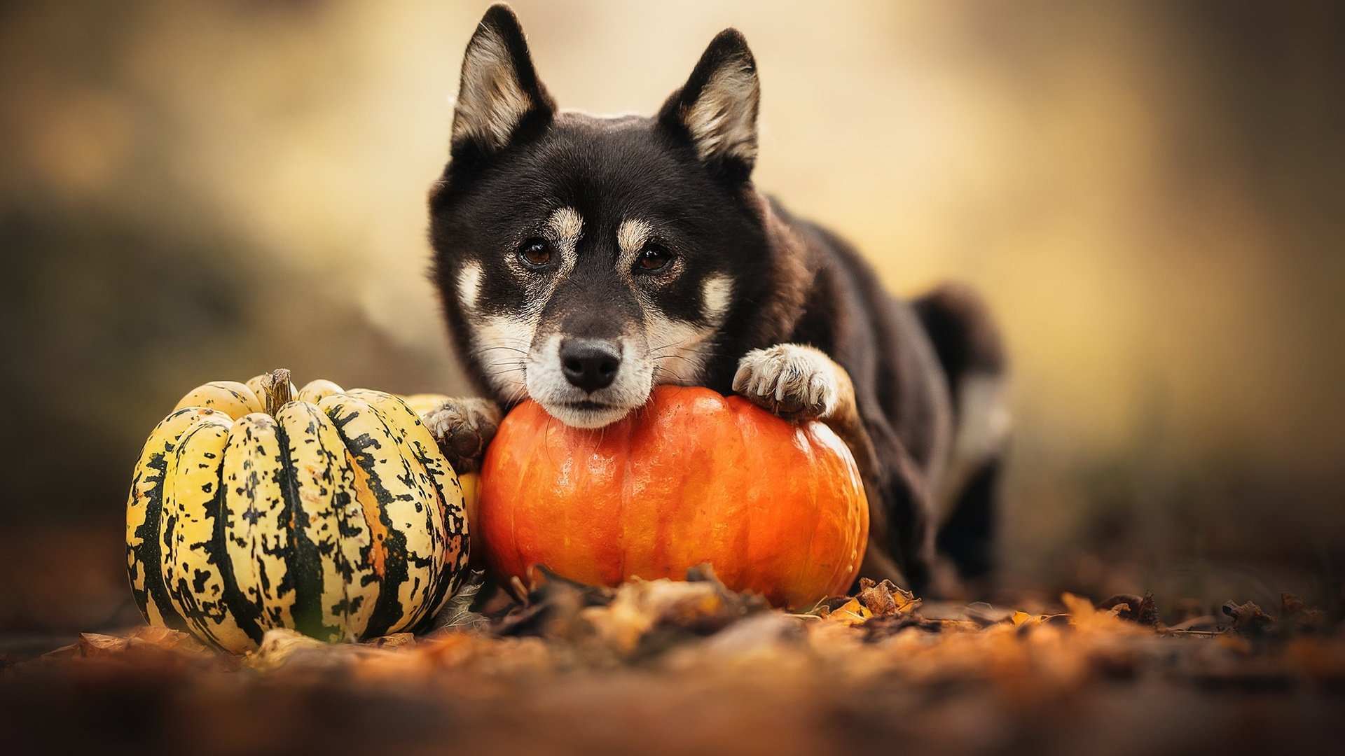 Обои природа, собака, тыква, nature, dog, pumpkin разрешение 2048x1365 Загрузить