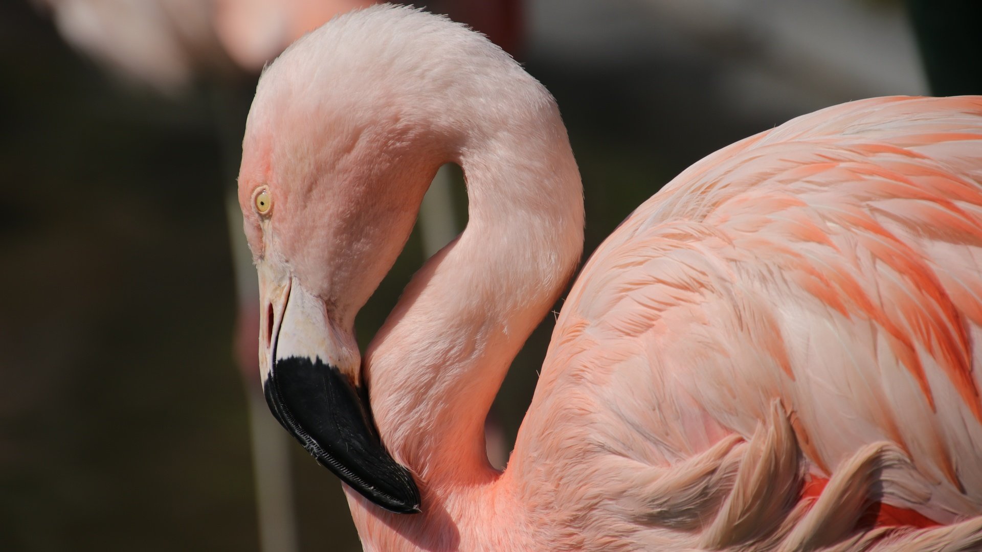 Обои птицы, клюв, перья, розовый фламинго, birds, beak, feathers, pink flamingos разрешение 6000x4000 Загрузить