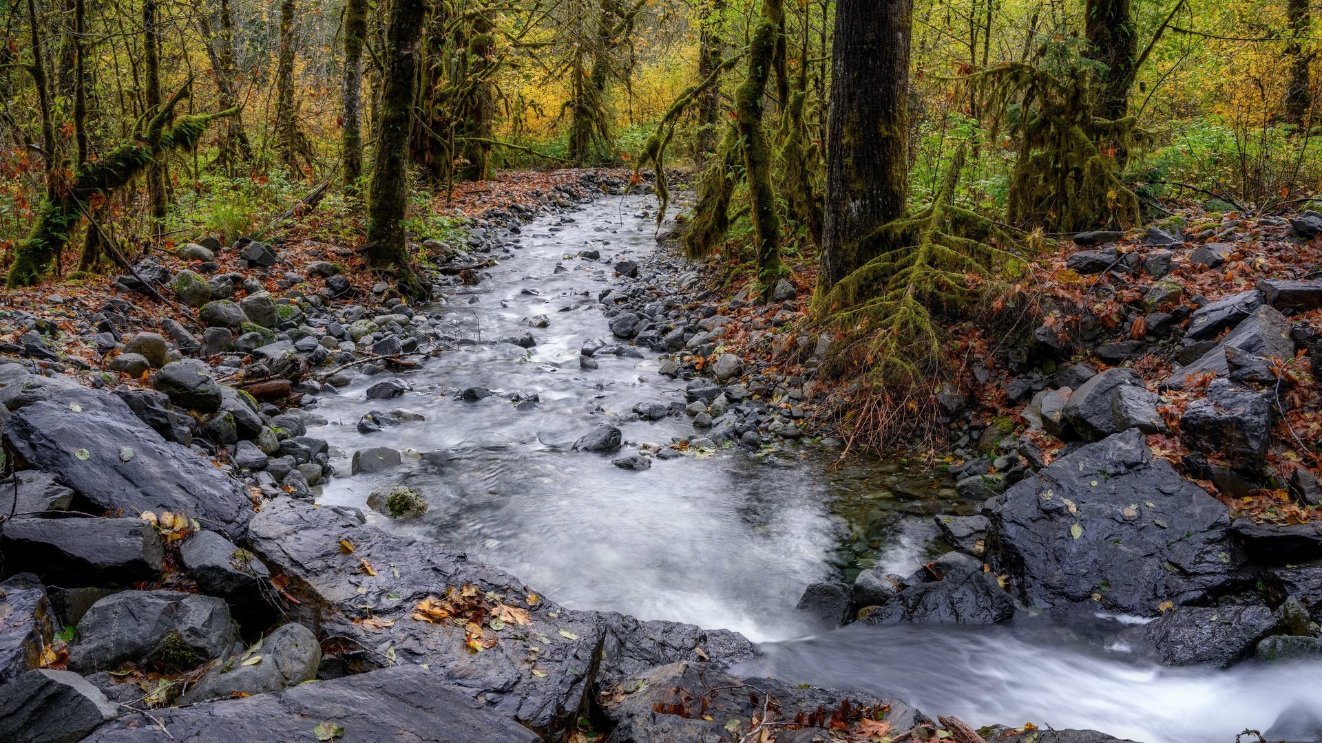 Обои река, лес, осень, river, forest, autumn разрешение 3840x2160 Загрузить