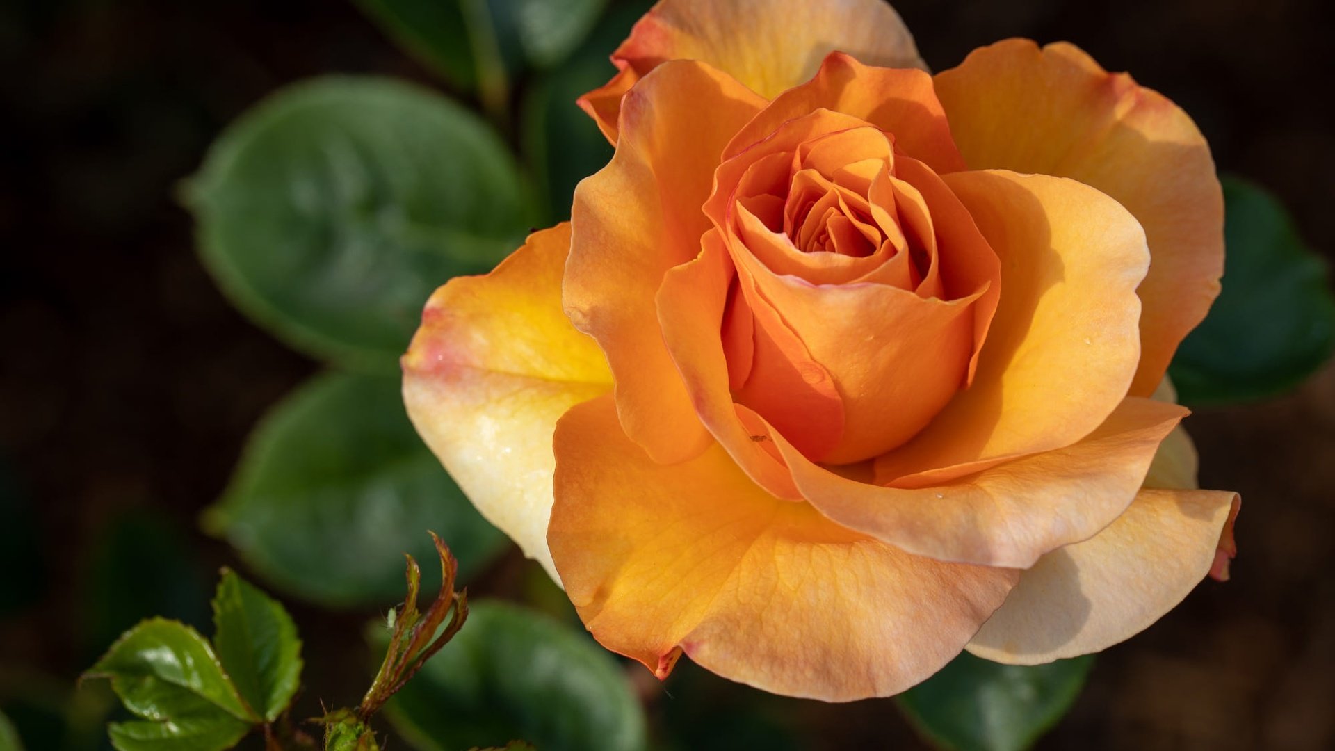 Обои роза, темный фон, оранжевая, rose, the dark background, orange разрешение 2000x1333 Загрузить