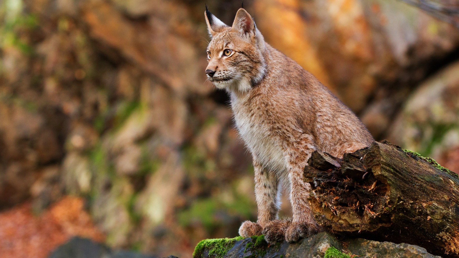 Обои рысь, осень, сидит, камень, бревно, боке, lynx, autumn, sitting, stone, log, bokeh разрешение 4628x3331 Загрузить