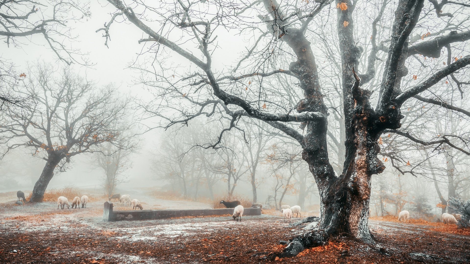 Обои снег, лес, туман, осень, овцы, поздняя осень, snow, forest, fog, autumn, sheep, late autumn разрешение 3840x2160 Загрузить