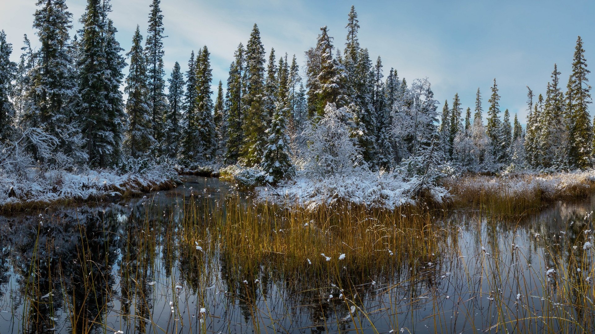 Обои снег, природа, лес, осень, snow, nature, forest, autumn разрешение 3840x2160 Загрузить