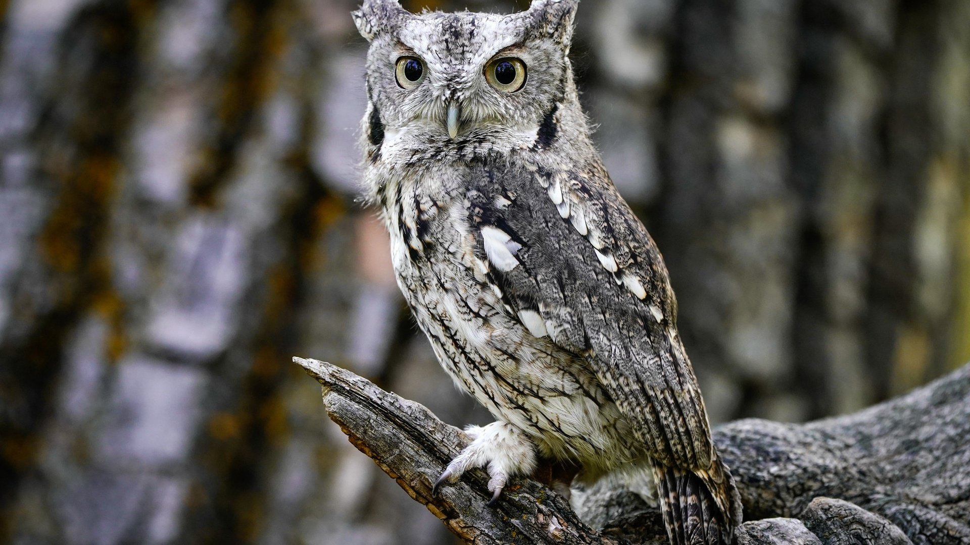 Обои сова, лес, взгляд, птица, коряга, боке, owl, forest, look, bird, snag, bokeh разрешение 2048x1365 Загрузить