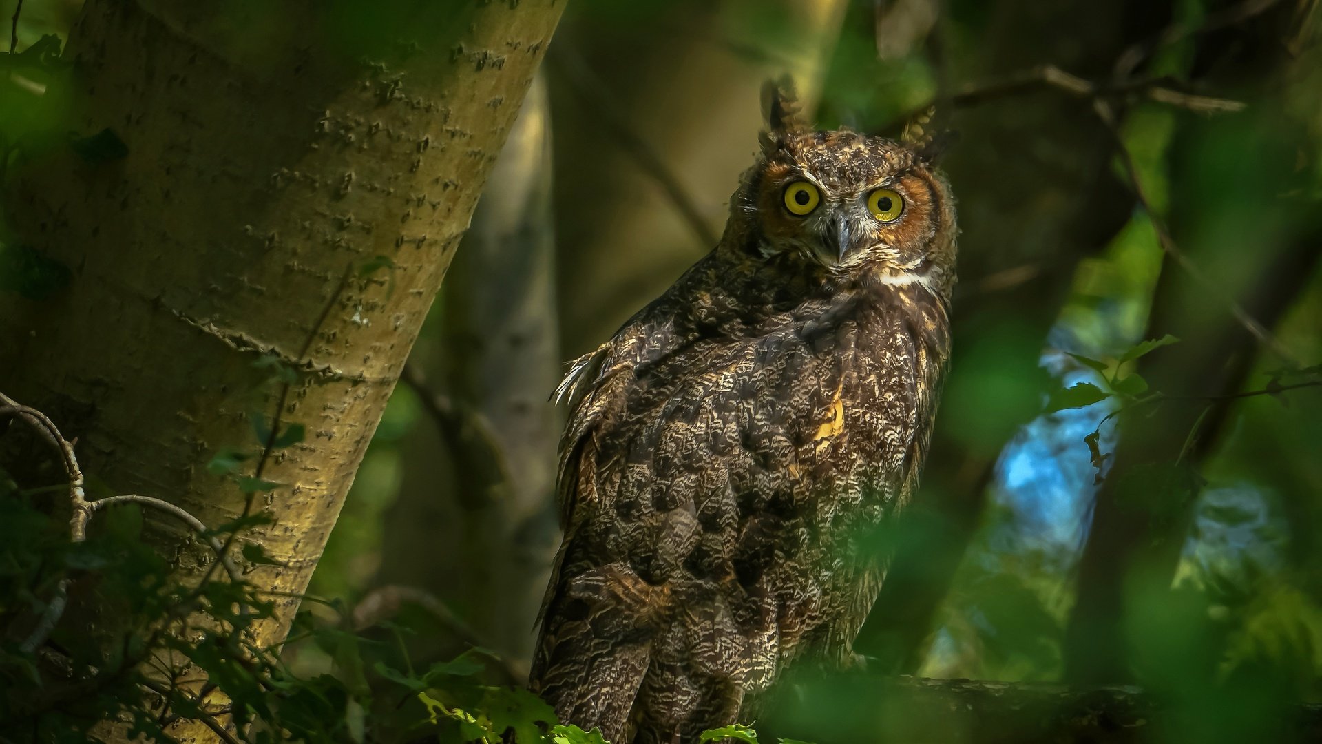 Обои сова, листья, ветки, взгляд, птица, боке, owl, leaves, branches, look, bird, bokeh разрешение 3840x2485 Загрузить