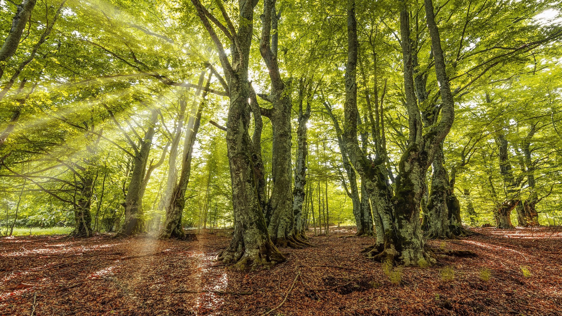 Обои свет, зелень, лес, лучи, листва, осень, light, greens, forest, rays, foliage, autumn разрешение 3840x2160 Загрузить