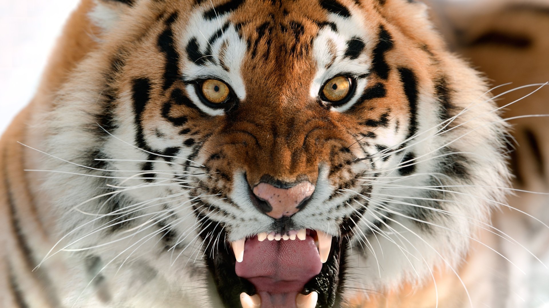 Обои тигр, животные, tiger, animals разрешение 9108x6446 Загрузить