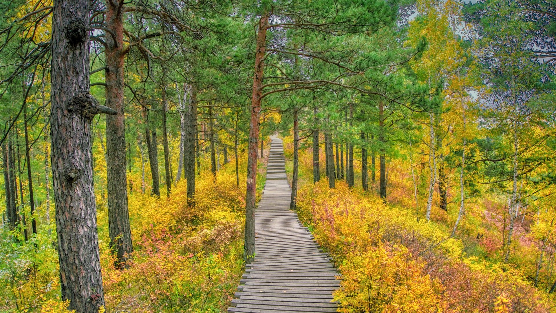 Обои трава, деревья, природа, лес, дорожка, осень, сосны, осенний лес, grass, trees, nature, forest, track, autumn, pine, autumn forest разрешение 6000x4000 Загрузить