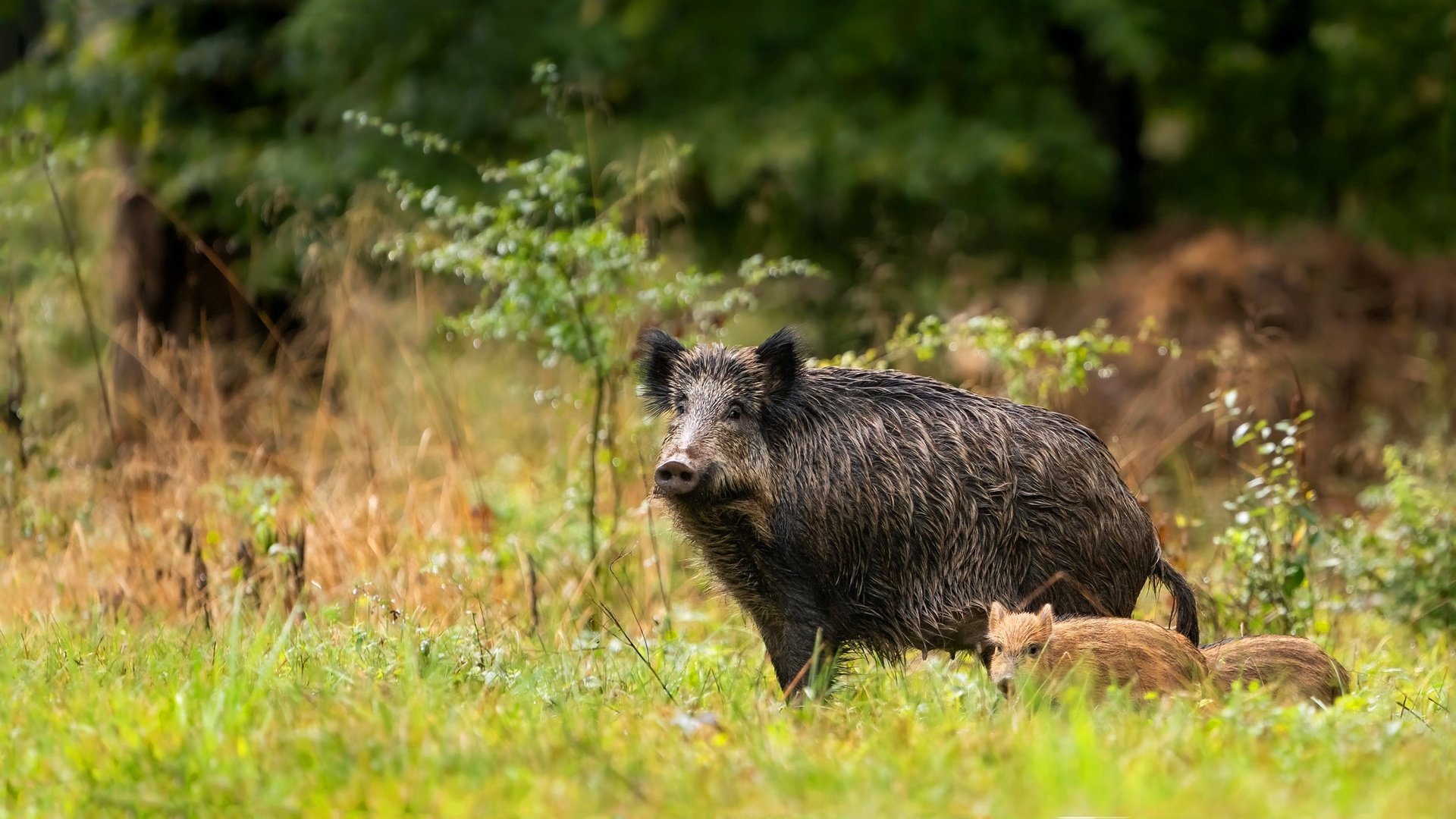 Обои трава, кабаны, природа, кабанчик, лес, мама, малыш, два, кабан, детеныш, grass, boars, nature, hog, forest, mom, baby, two, boar, cub разрешение 2047x1156 Загрузить