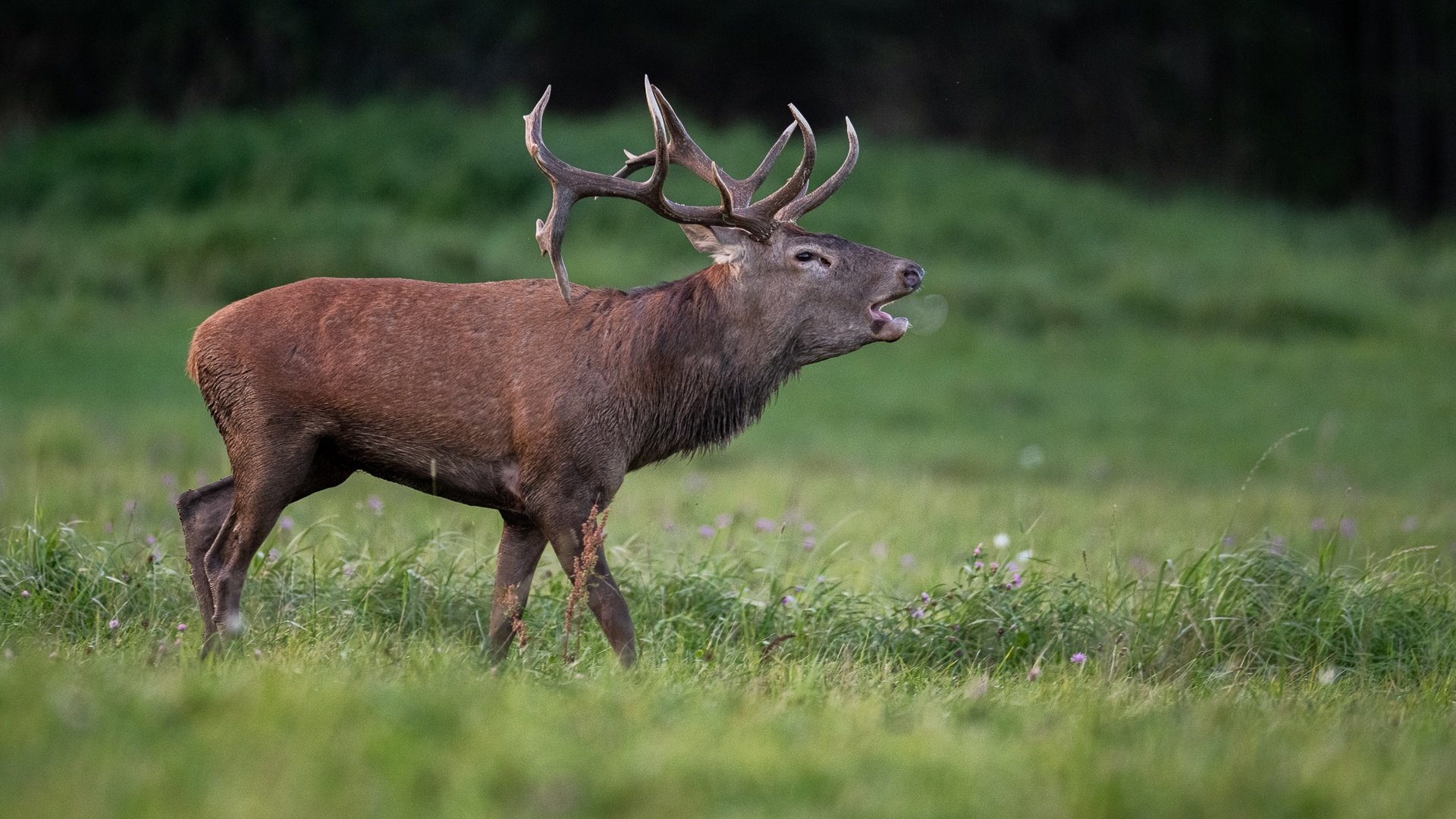 Обои трава, природа, олень, профиль, животное, grass, nature, deer, profile, animal разрешение 2047x1365 Загрузить