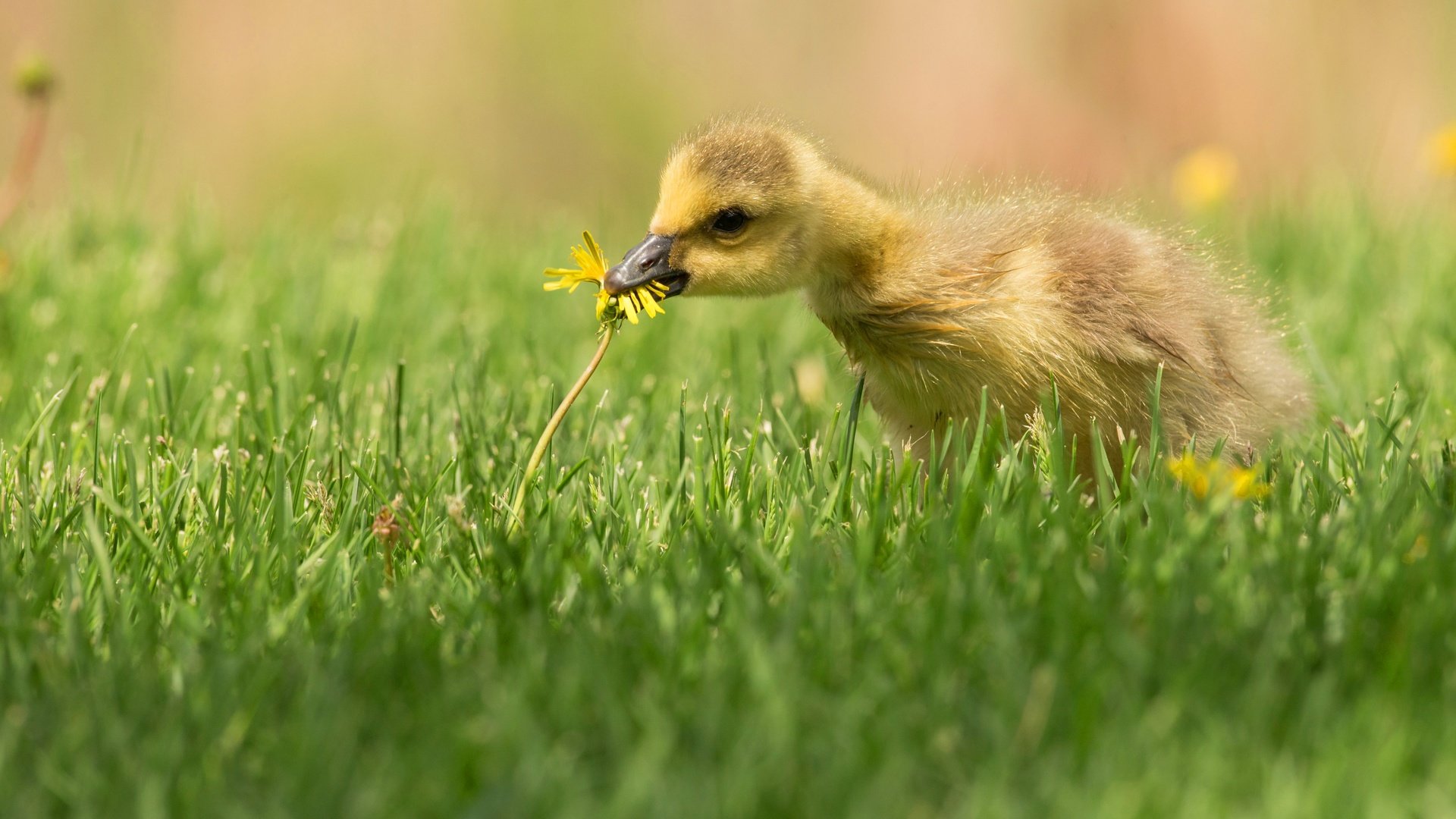 Обои трава, птенец, цветок, поляна, птица, одуванчик, утенок, гусенок, grass, chick, flower, glade, bird, dandelion, duck, gosling разрешение 4096x2751 Загрузить