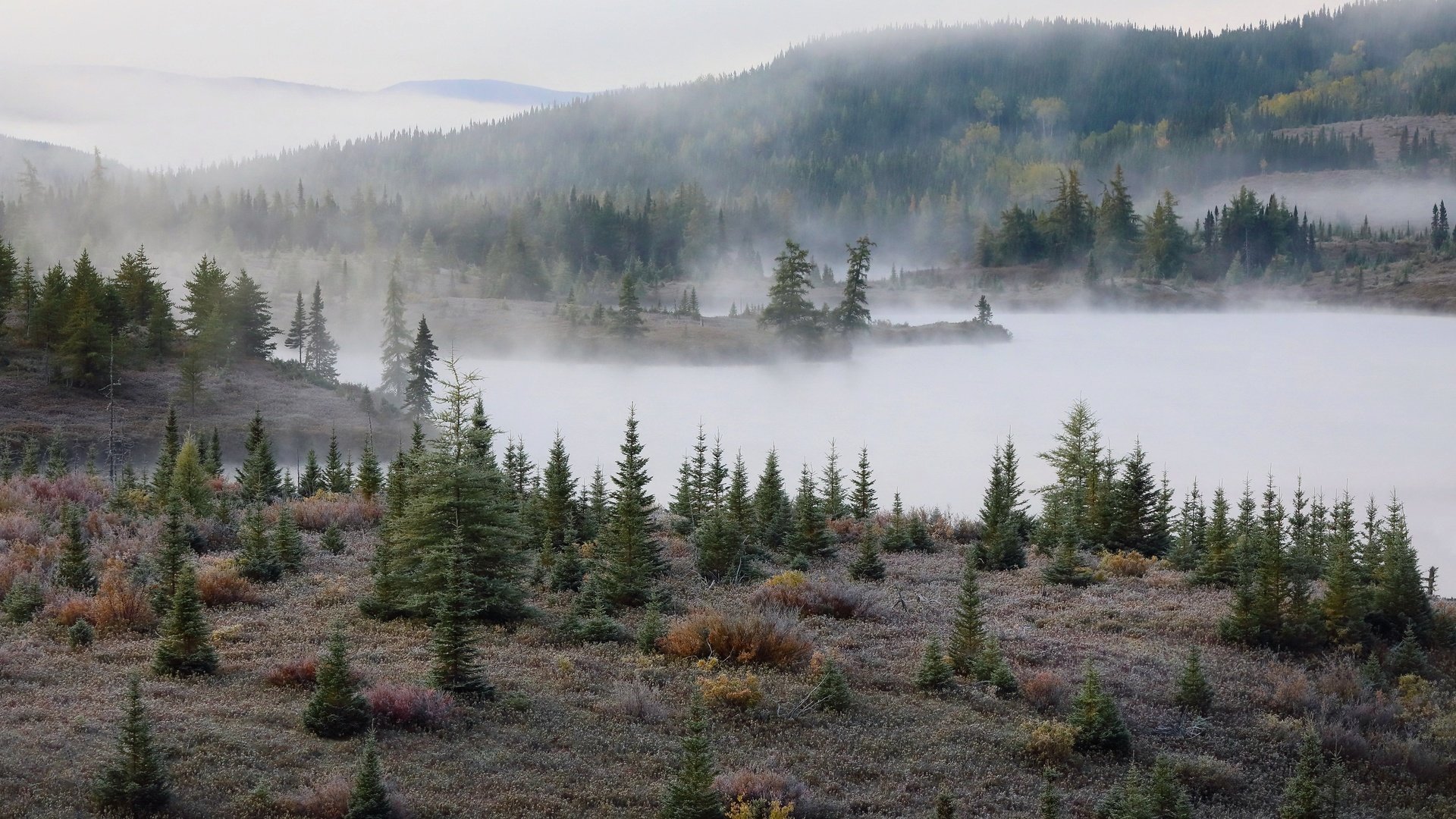 Обои туман, осень, елки, fog, autumn, tree разрешение 3070x1864 Загрузить