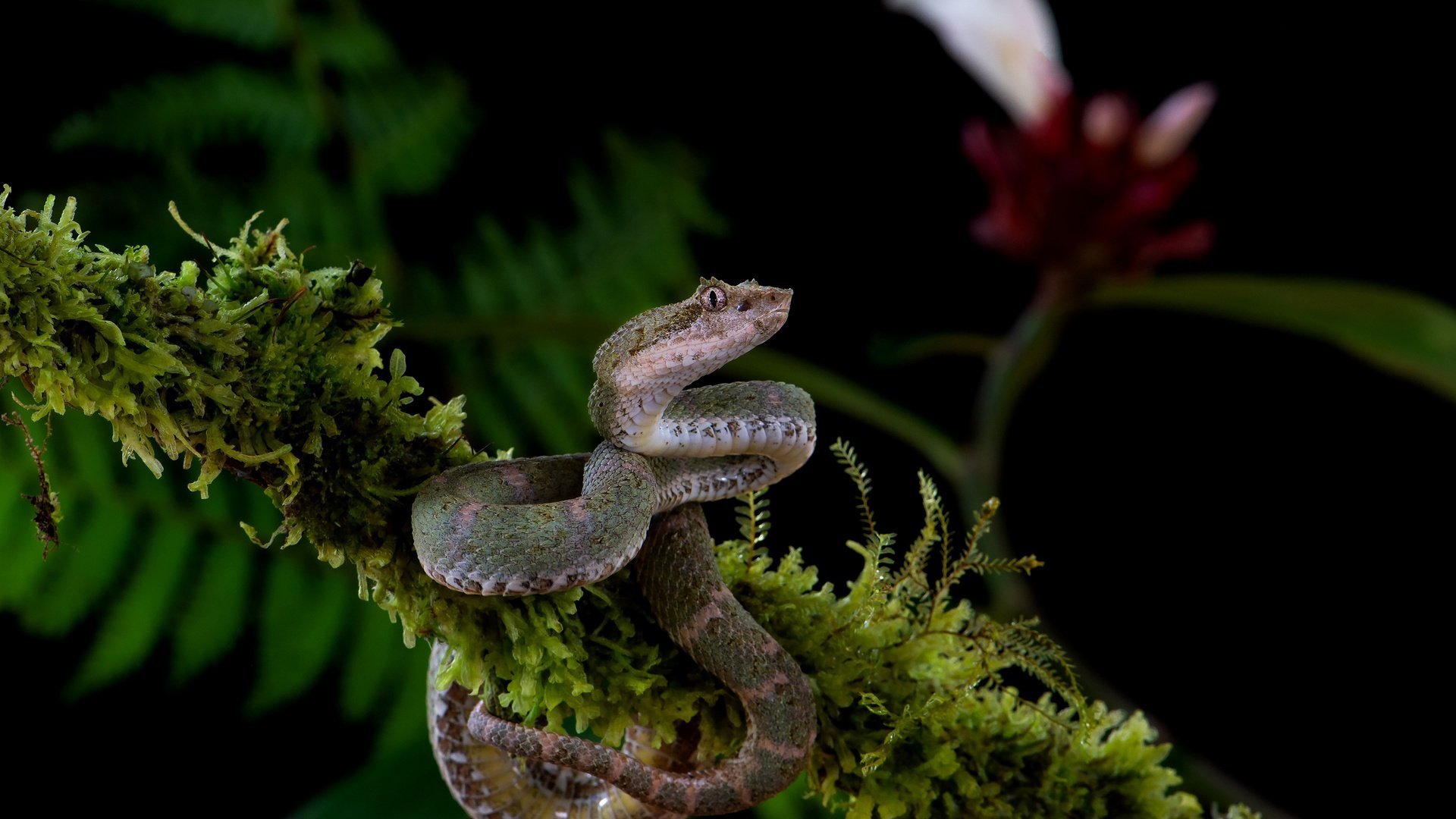 Обои ветка, цветок, змея, мох, черный фон, серая, branch, flower, snake, moss, black background, grey разрешение 3840x2556 Загрузить