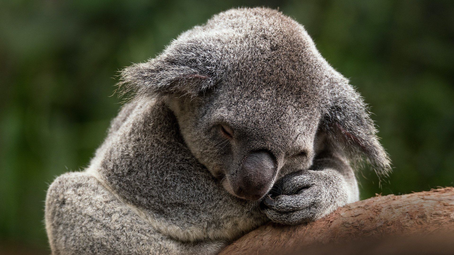 Обои ветка, коала, поза, закрытые глаза, лапы, сон, спит, отдых, мордашка, зеленый фон, branch, koala, pose, closed eyes, paws, sleep, sleeping, stay, face, green background разрешение 4822x3214 Загрузить