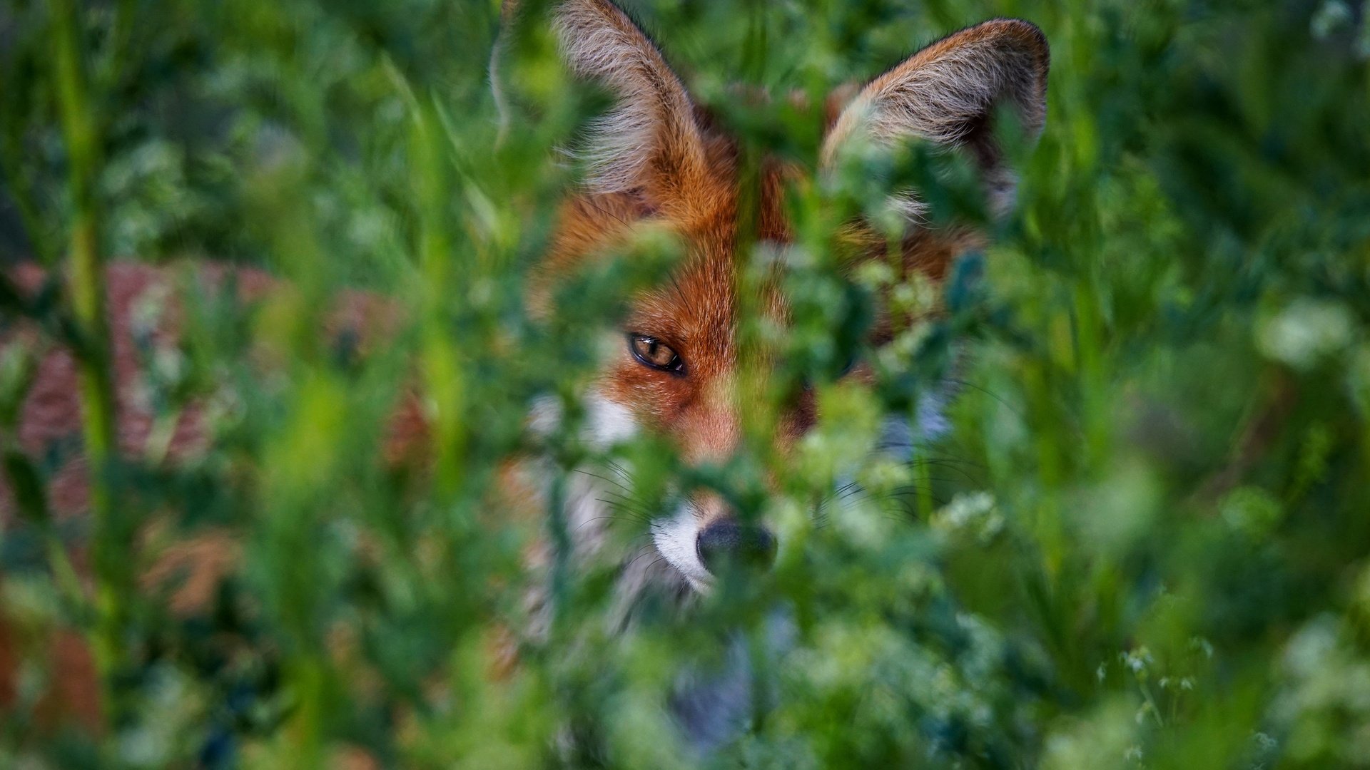 Обои зелень, портрет, лиса, боке, greens, portrait, fox, bokeh разрешение 2880x1920 Загрузить