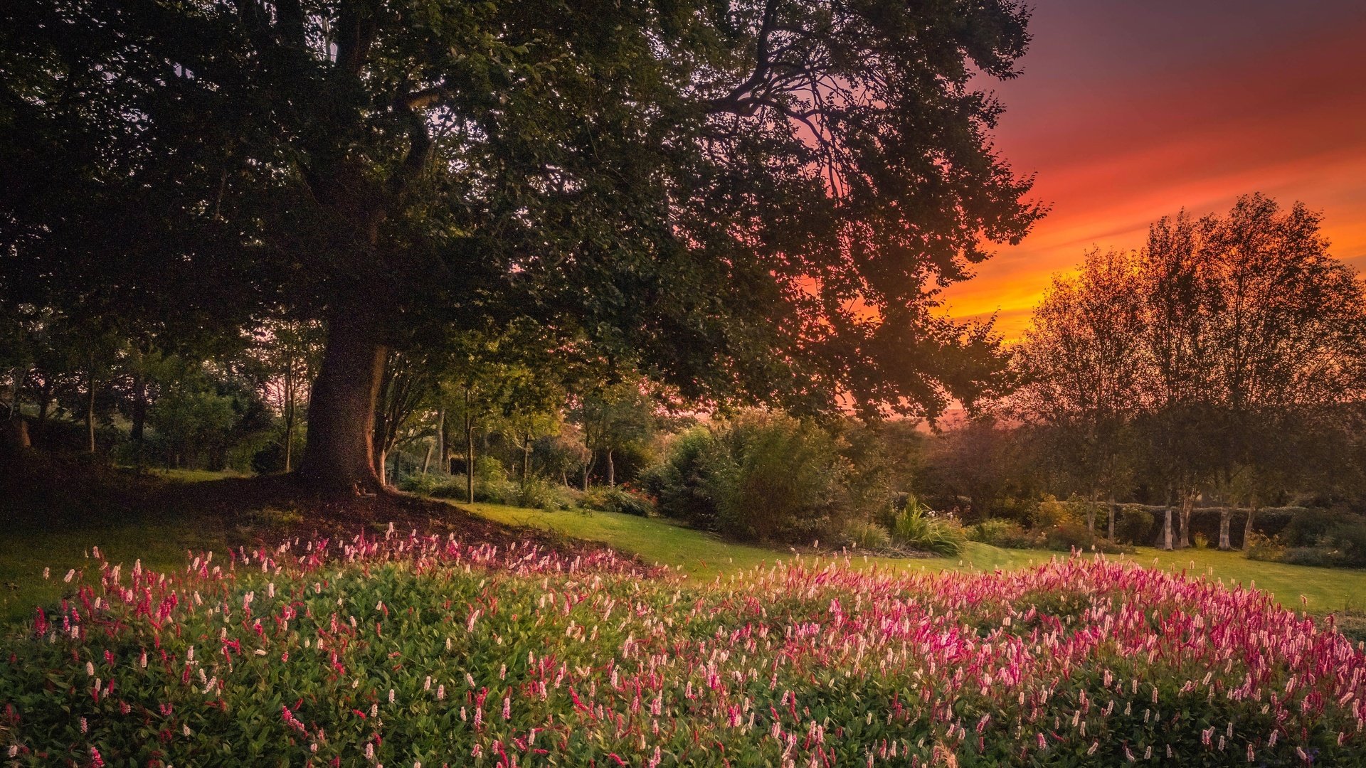 Обои цветы, деревья, природа, закат, пейзаж, сад, flowers, trees, nature, sunset, landscape, garden разрешение 2700x1810 Загрузить