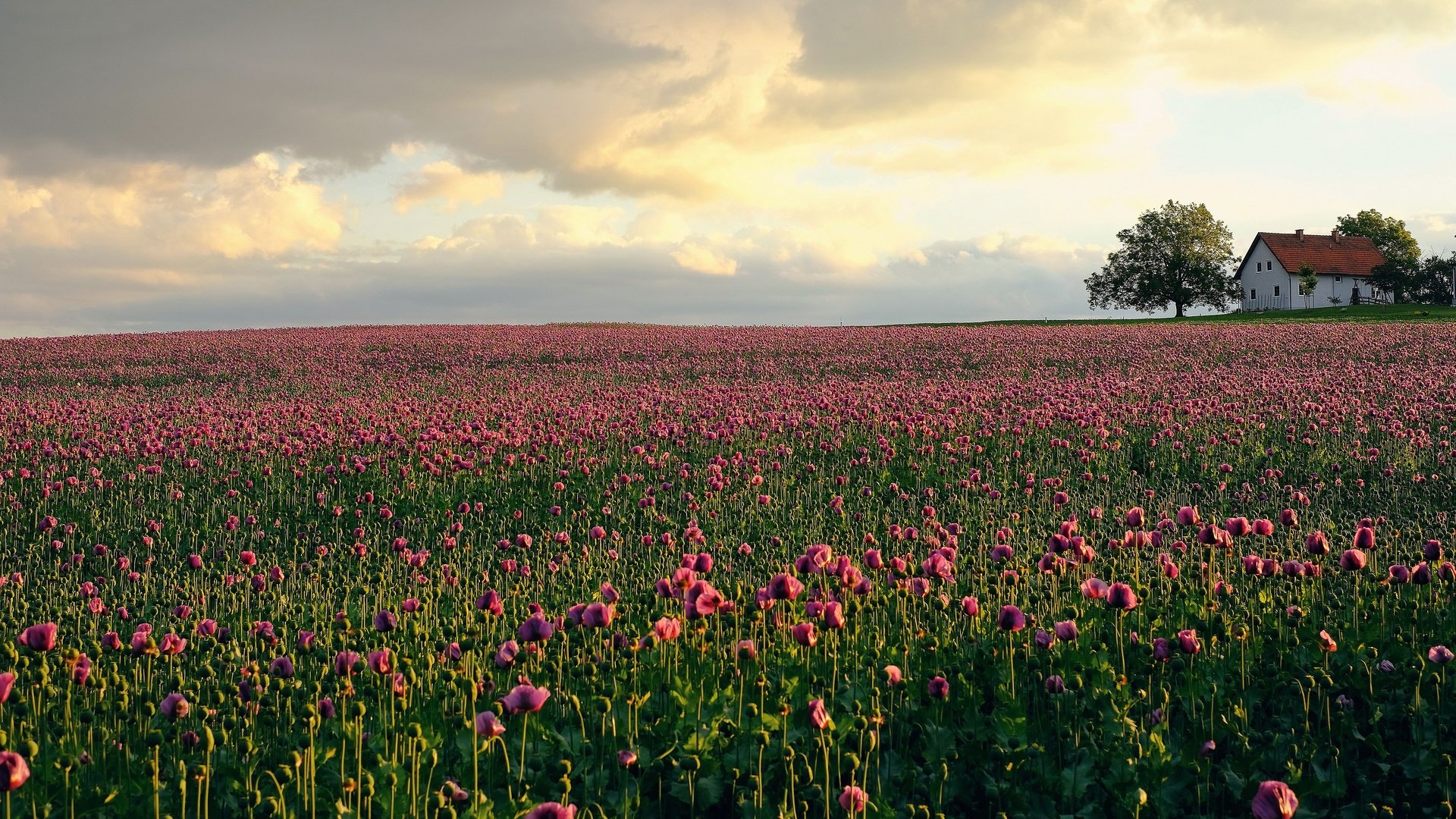 Обои цветы, дом, домик, тюльпаны, розовые, плантация, flowers, house, tulips, pink, plantation разрешение 3840x2160 Загрузить