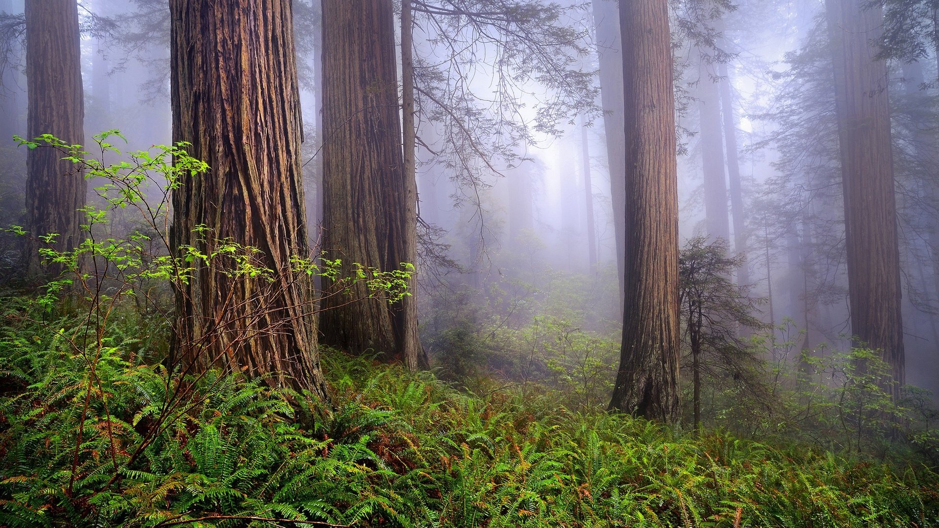 Обои деревья, природа, лес, туман, сша, калифорния, национальный парк редвуд, trees, nature, forest, fog, usa, ca разрешение 1920x1200 Загрузить