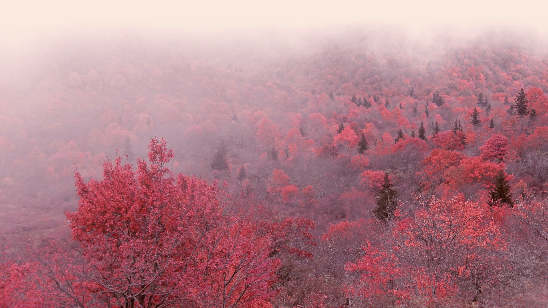 Обои деревья, утро, туман, осень, trees, morning, fog, autumn разрешение 3840x2160 Загрузить