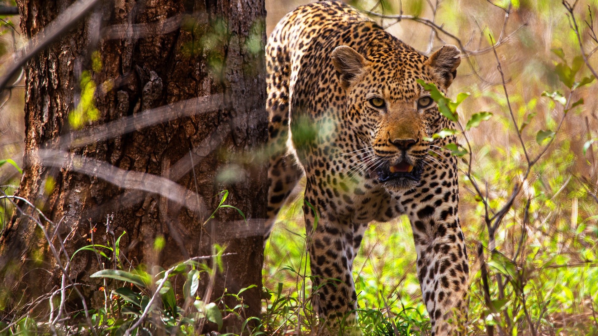 Обои дерево, листья, леопард, боке, tree, leaves, leopard, bokeh разрешение 2560x1707 Загрузить