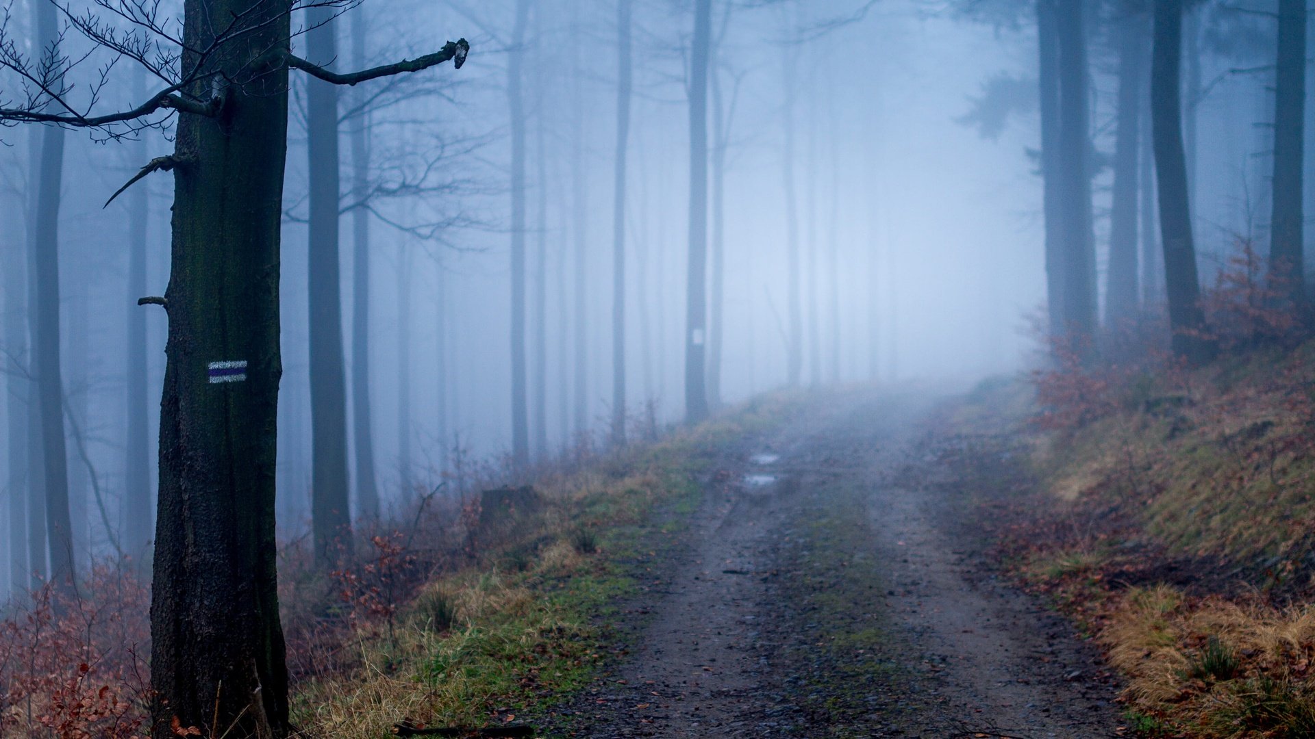 Обои дорога, деревья, природа, лес, туман, осень, road, trees, nature, forest, fog, autumn разрешение 3674x2449 Загрузить