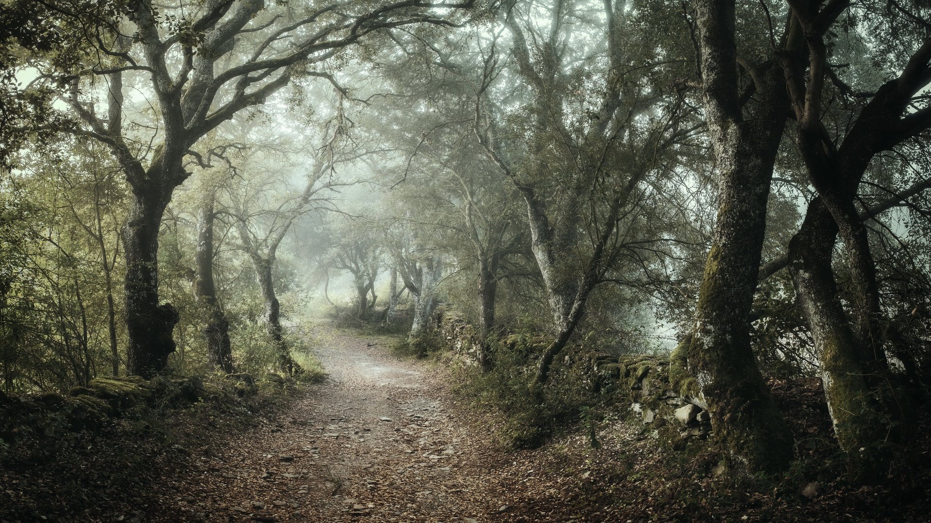 Обои дорога, лес, туман, road, forest, fog разрешение 3840x2160 Загрузить