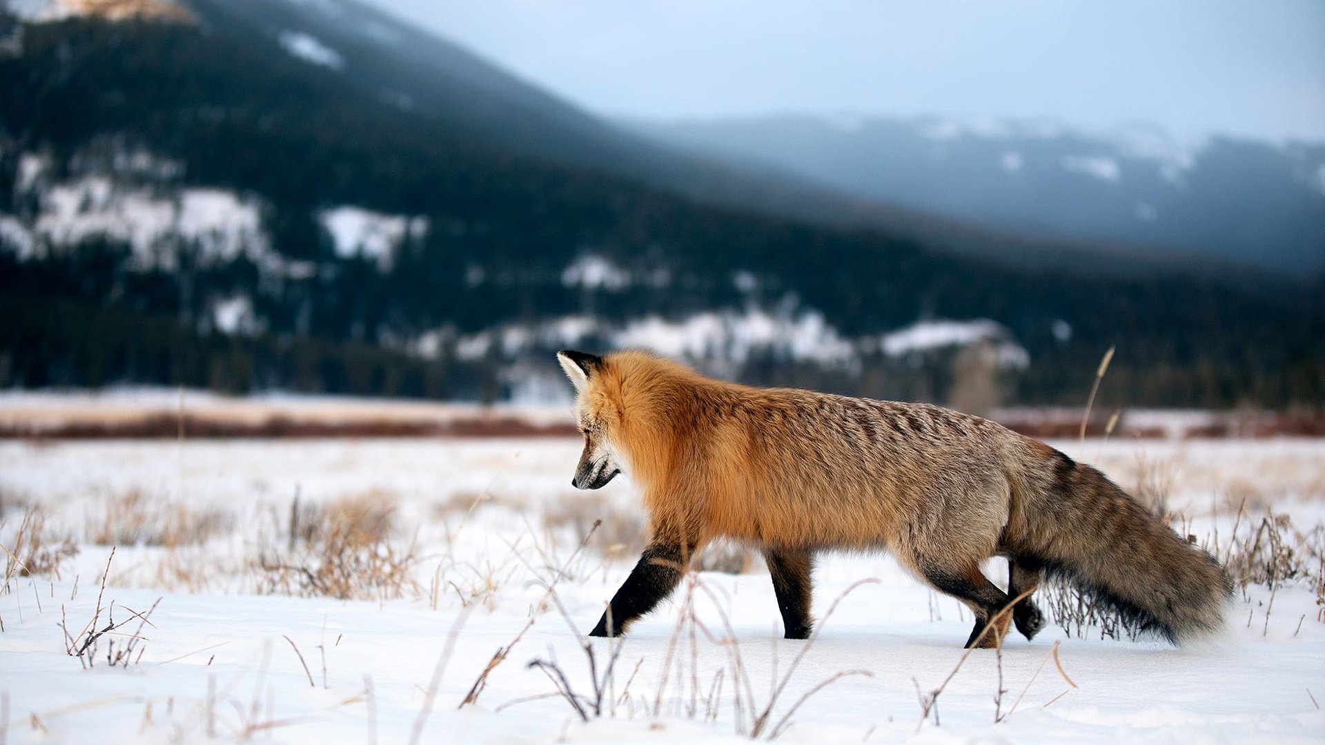 Обои горы, снег, природа, зима, поле, рыжая, лиса, прогулка, mountains, snow, nature, winter, field, red, fox, walk разрешение 2000x1333 Загрузить