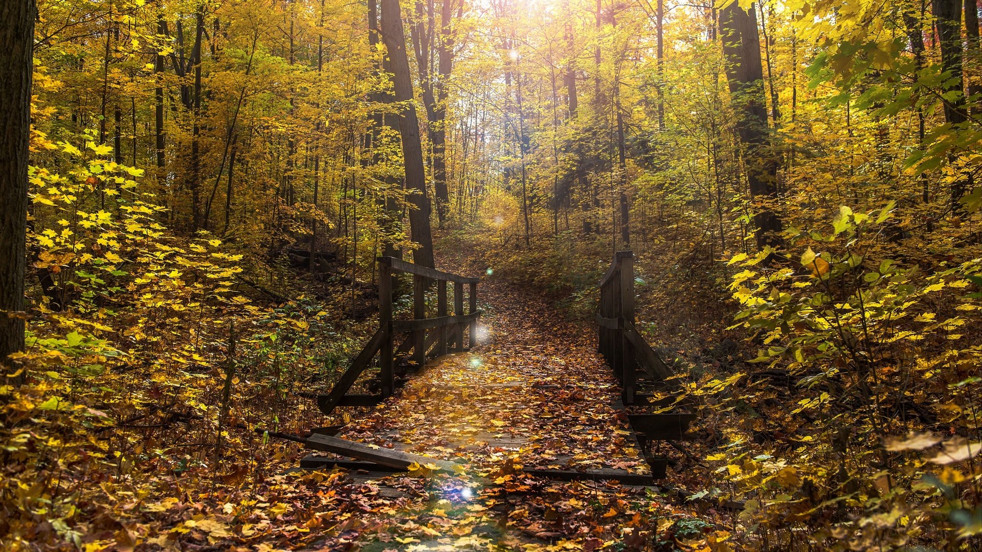 Обои лес, мост, осень, forest, bridge, autumn разрешение 3840x2160 Загрузить