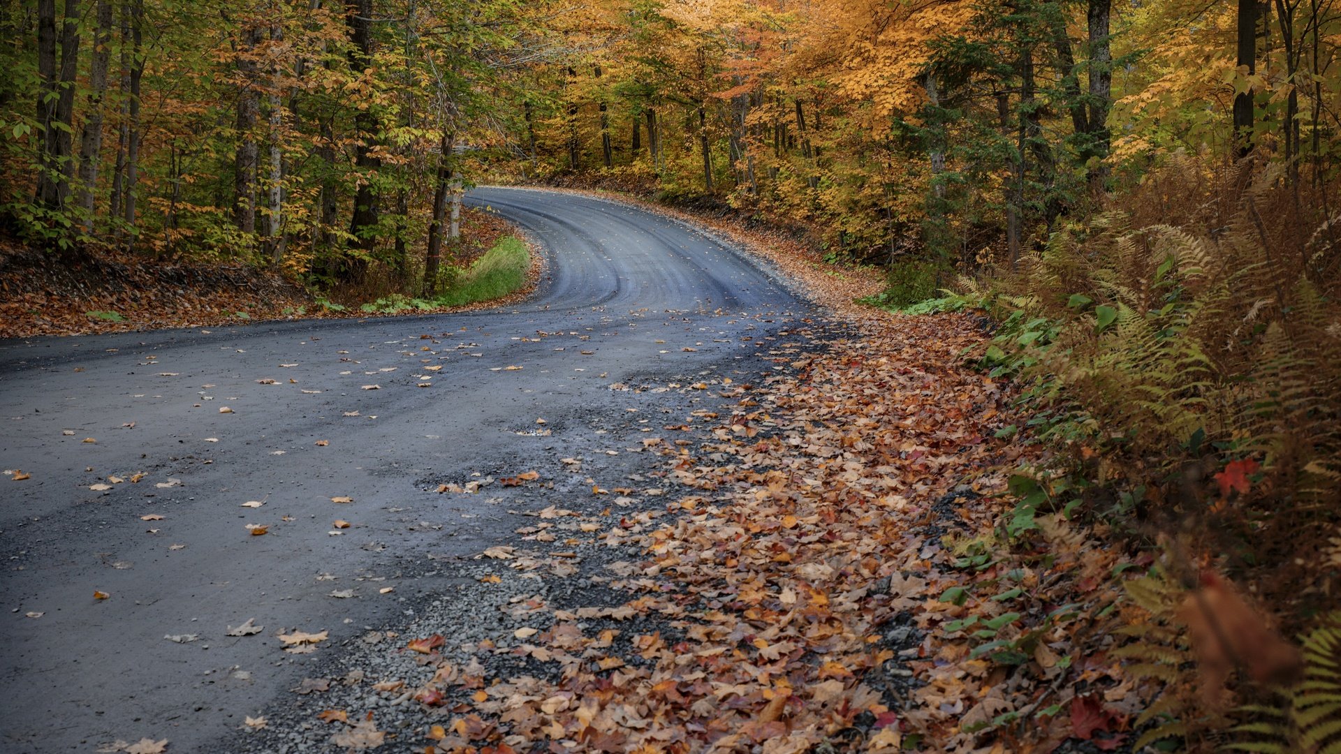 Обои лес, осень, forest, autumn разрешение 3840x2160 Загрузить