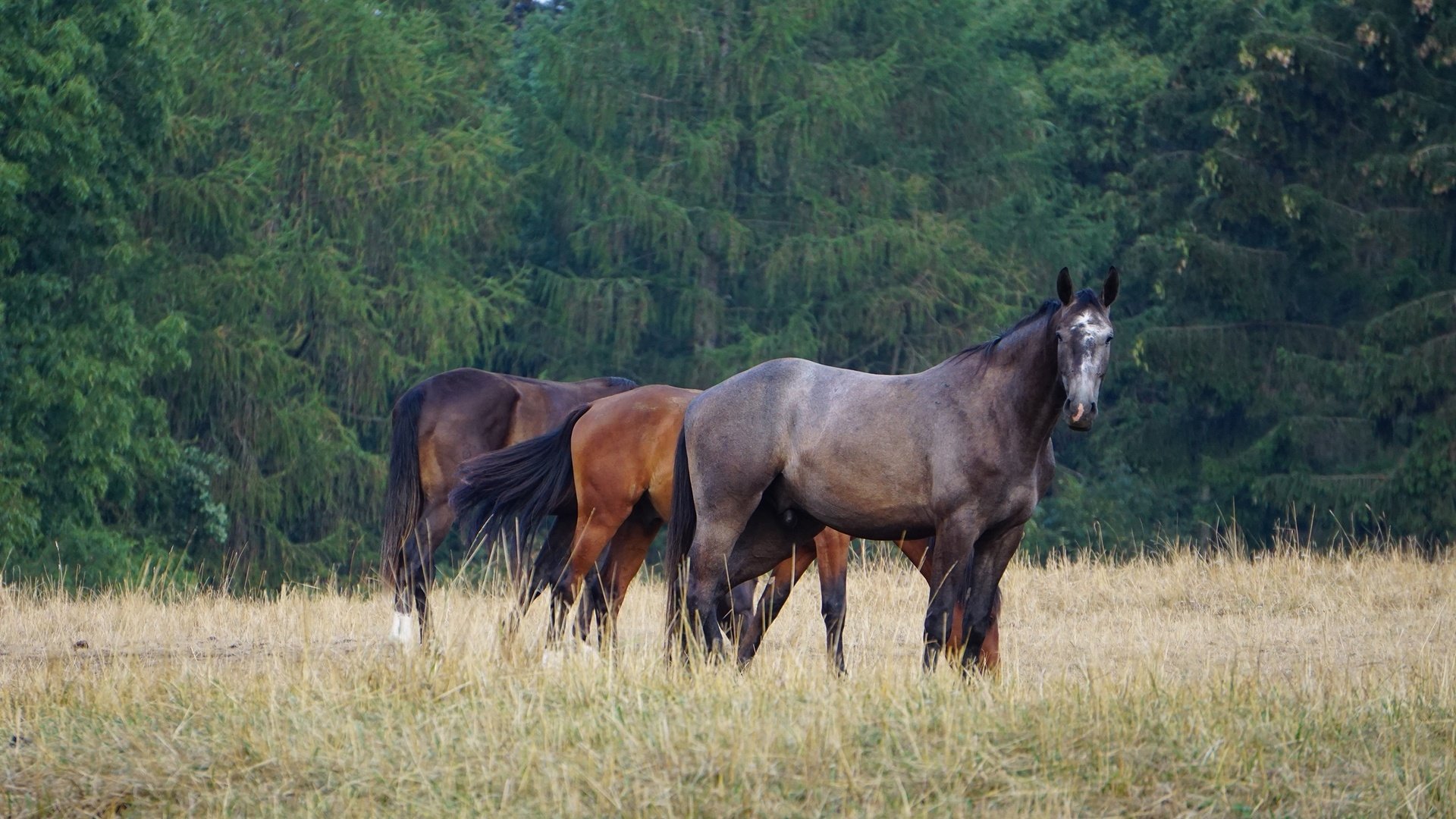 Обои лес, поле, лошади, кони, пасутся, forest, field, horse, horses, grazing разрешение 2560x1707 Загрузить