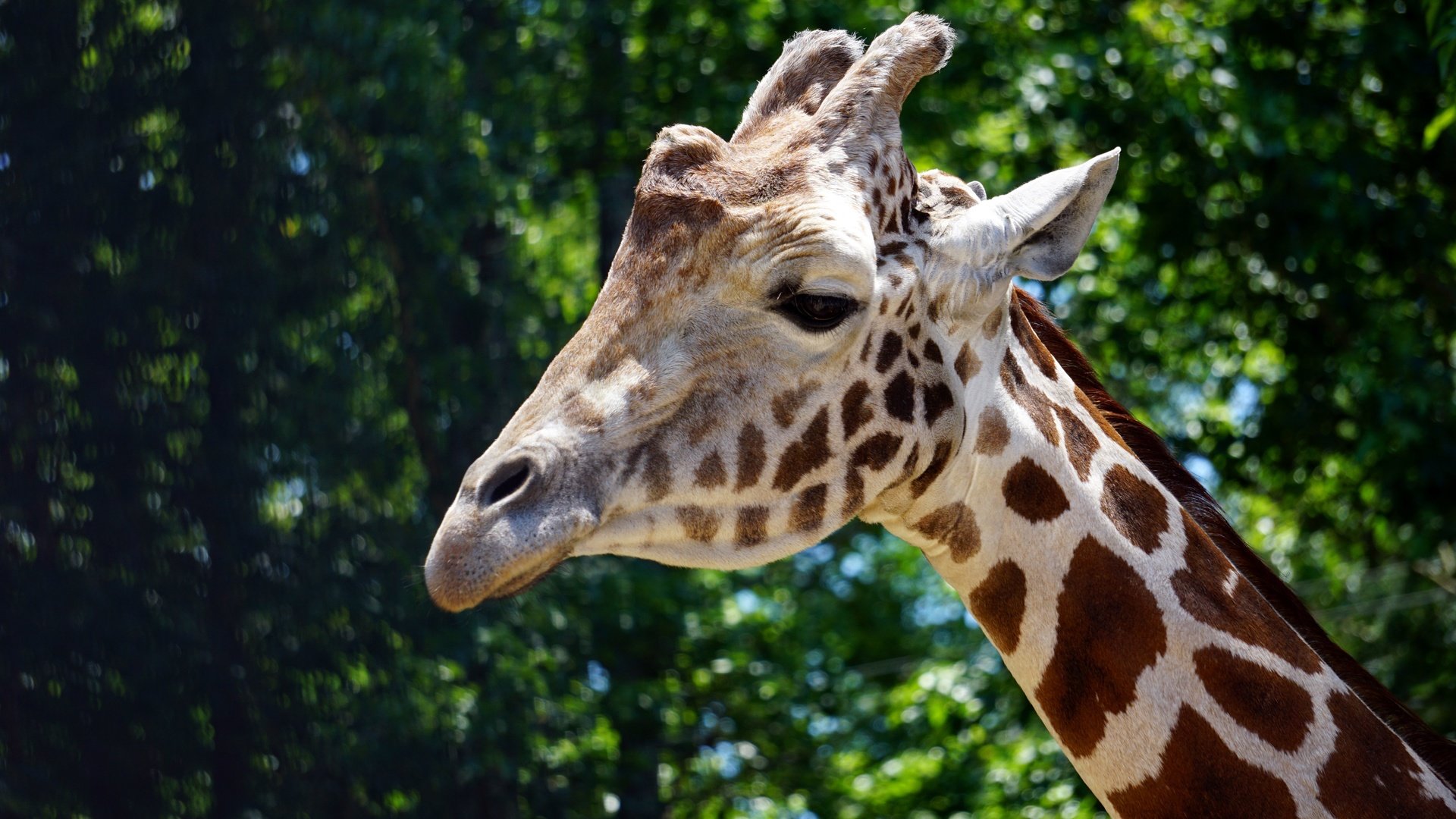 Обои морда, темный фон, жираф, портет, face, the dark background, giraffe, portet разрешение 6000x4000 Загрузить