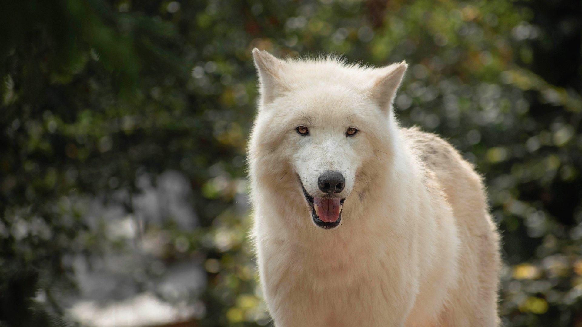 Обои морда, взгляд, белый, язык, волк, полярный, face, look, white, language, wolf, polar разрешение 3840x2527 Загрузить