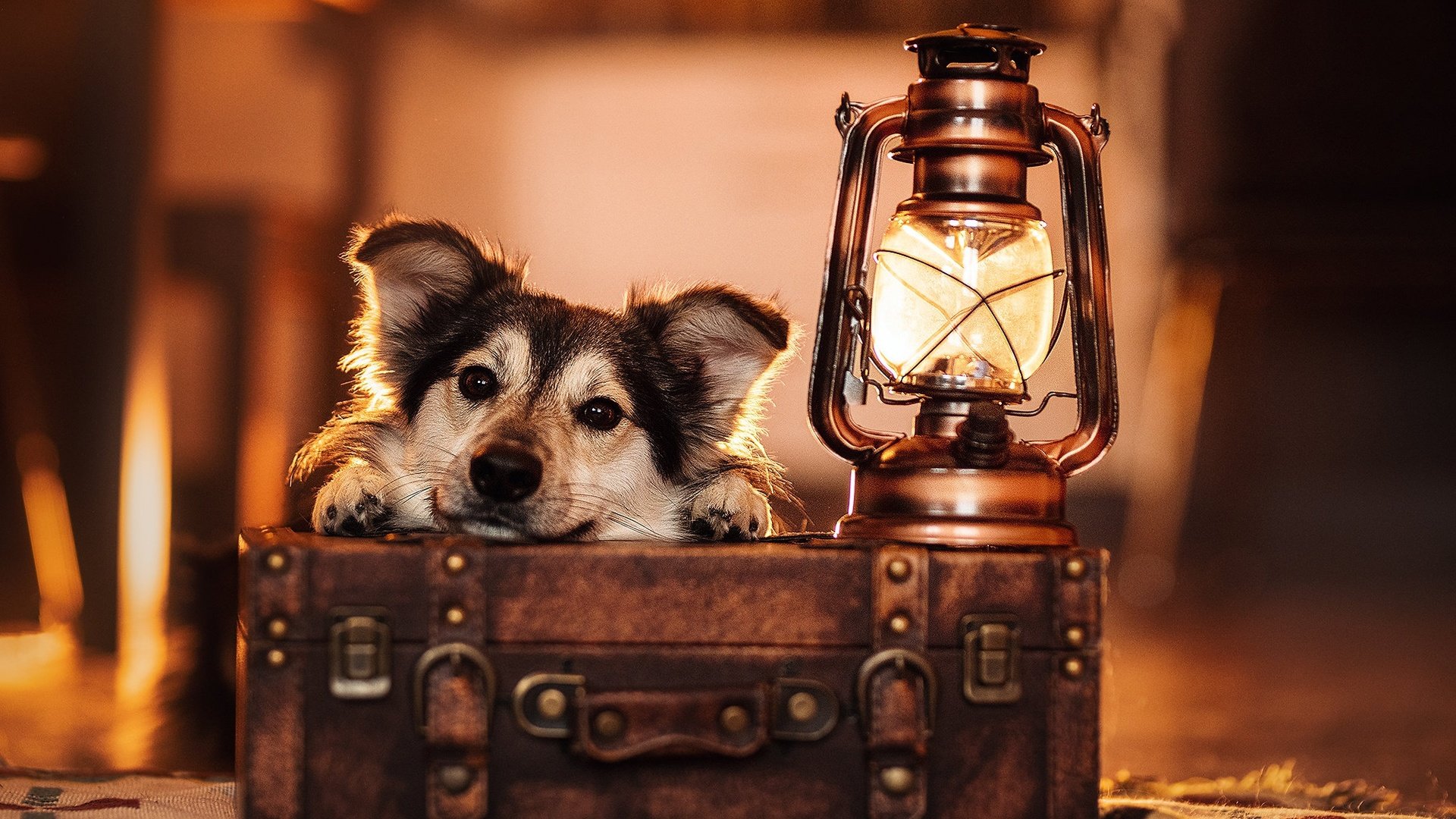 Обои морда, взгляд, лампа, собака, фонарь, чемодан, face, look, lamp, dog, lantern, suitcase разрешение 2048x1365 Загрузить