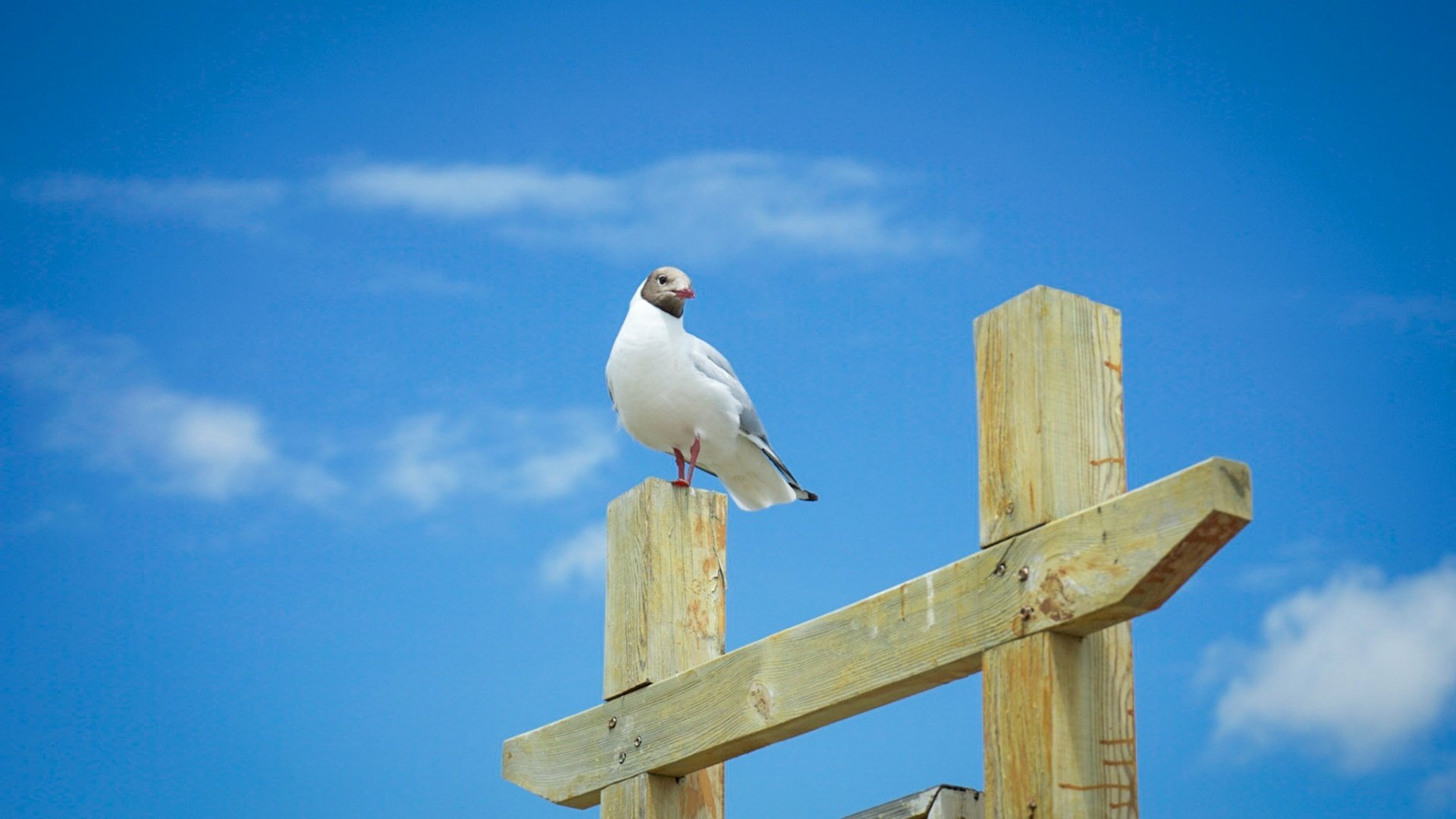 Обои небо, чайка, птица, the sky, seagull, bird разрешение 1920x1146 Загрузить