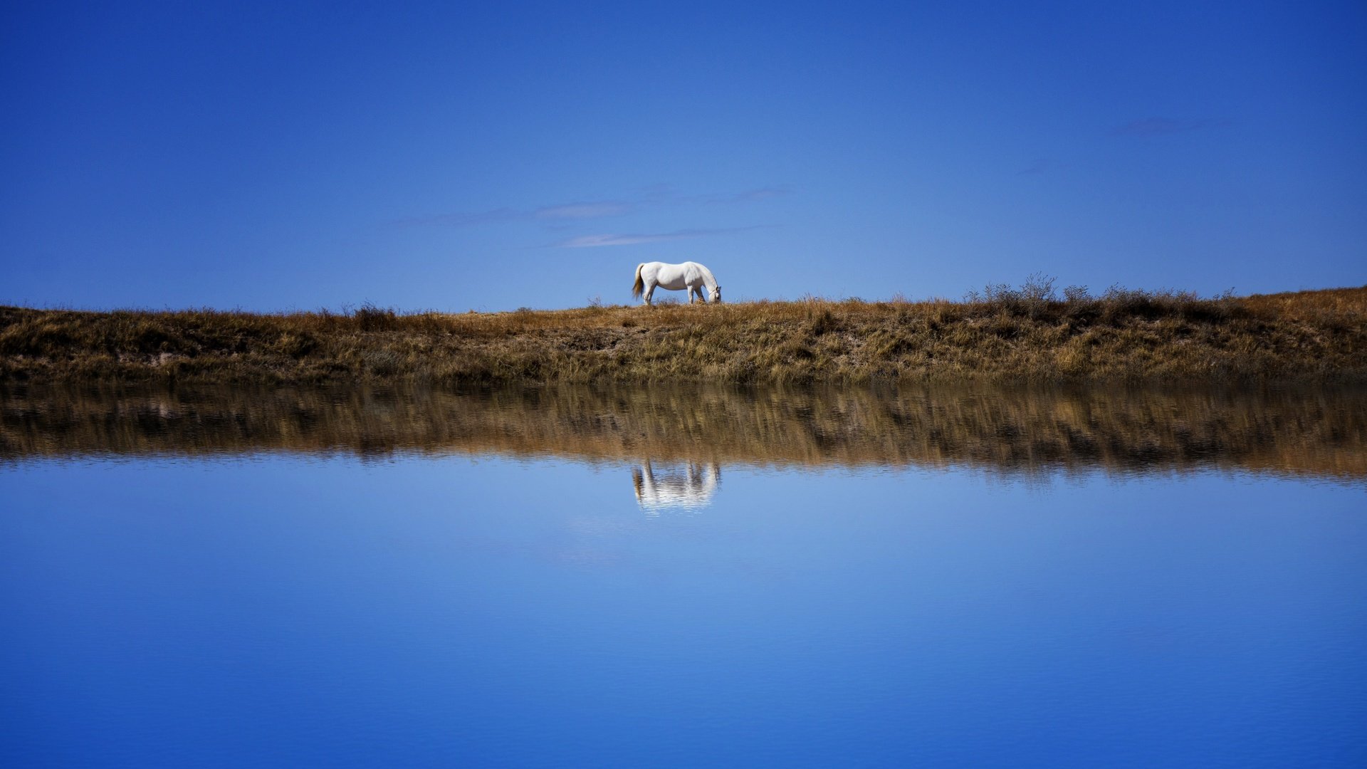 Обои небо, лошадь, берег, отражение, водоем, конь, синева, the sky, horse, shore, reflection, pond, blue разрешение 6000x3766 Загрузить