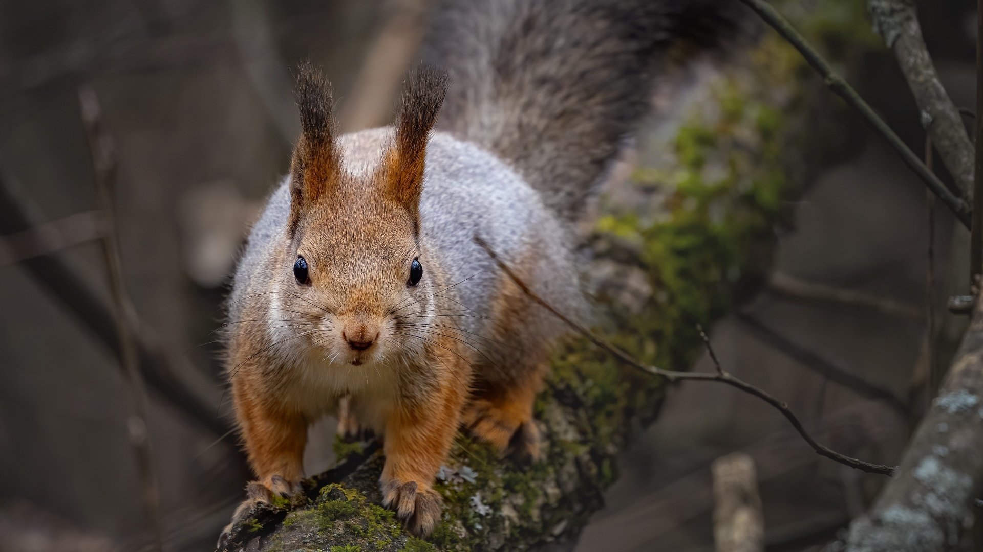 Обои природа, дерево, ветки, животное, белка, зверек, грызун, nature, tree, branches, animal, protein, rodent разрешение 2048x1425 Загрузить