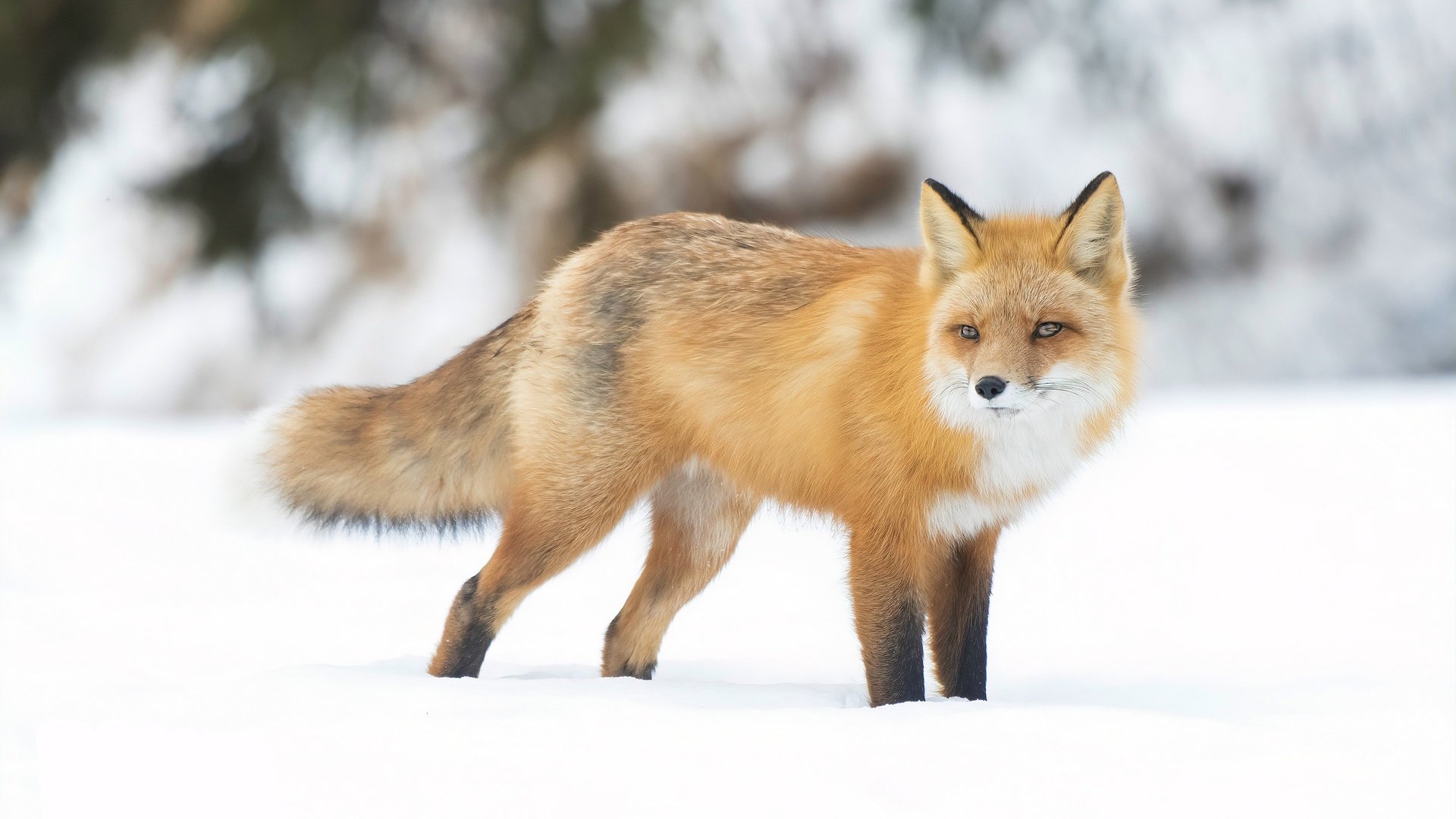 Обои снег, зима, взгляд, рыжая, лиса, боке, snow, winter, look, red, fox, bokeh разрешение 2880x1920 Загрузить