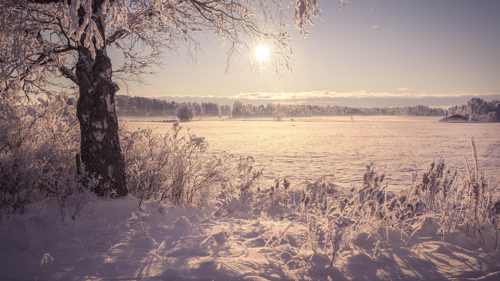 Обои солнце, снег, дерево, берег, зима, утро, поле, иней, the sun, snow, tree, shore, winter, morning, field, frost разрешение 5622x3748 Загрузить