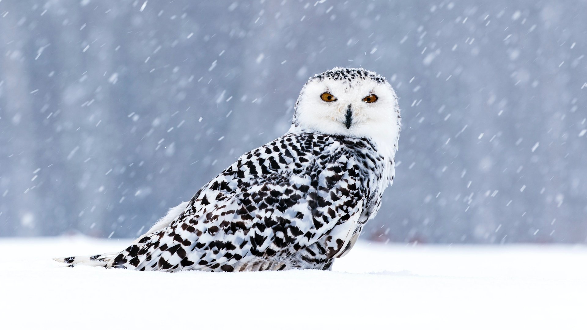 Обои сова, снег, зима, взгляд, птица, боке, снегопад, полярная сова, owl, snow, winter, look, bird, bokeh, snowfall, snowy owl разрешение 5472x3648 Загрузить