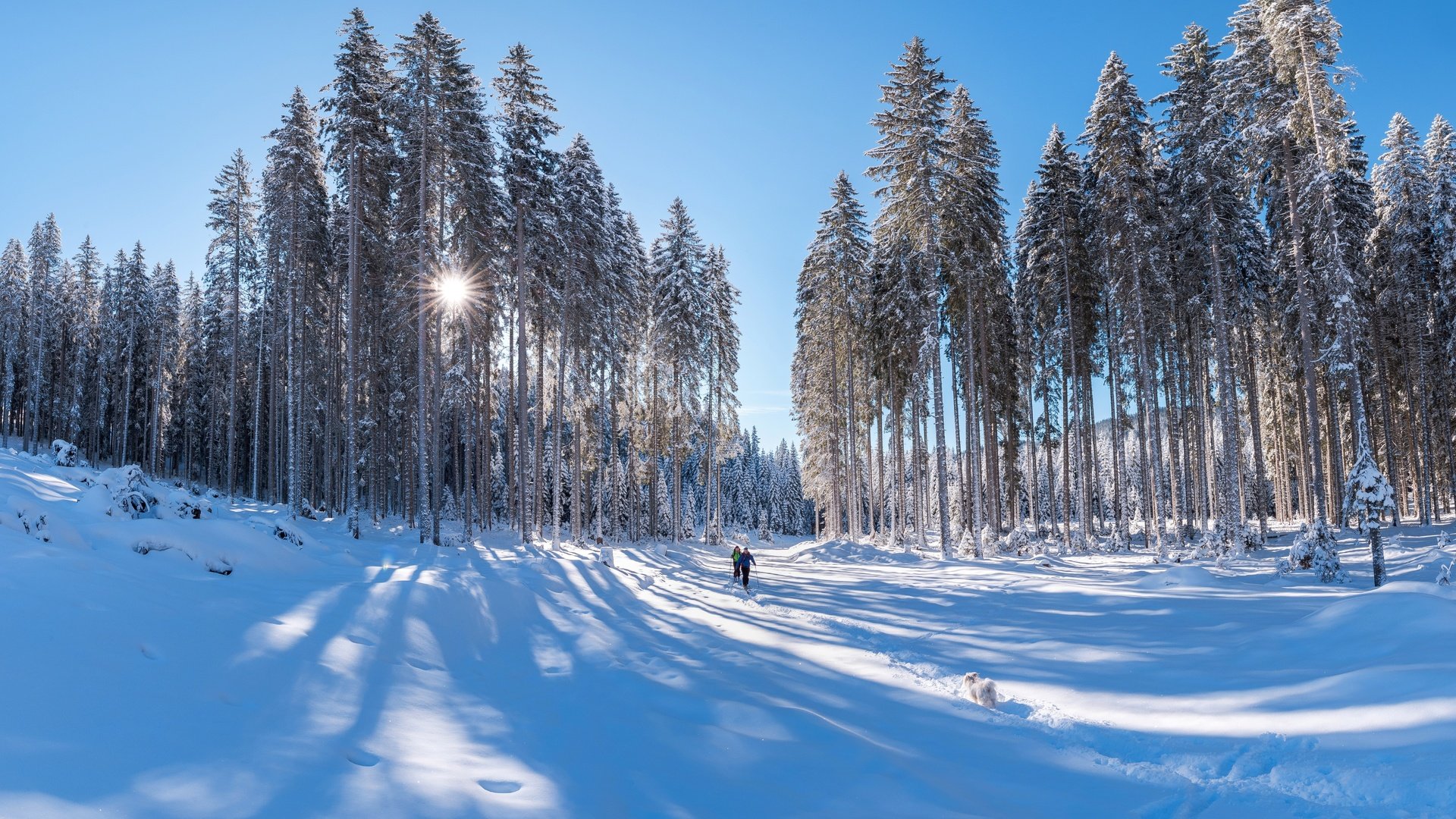 Обои свет, сосны, снег, синева, лес, сугробы, тени, зима, лыжники, лучи, лыжня, люди, иней, собака, light, pine, snow, blue, the snow, forest, shadows, winter, skiers, rays, trails, people, frost, dog разрешение 6876x4686 Загрузить