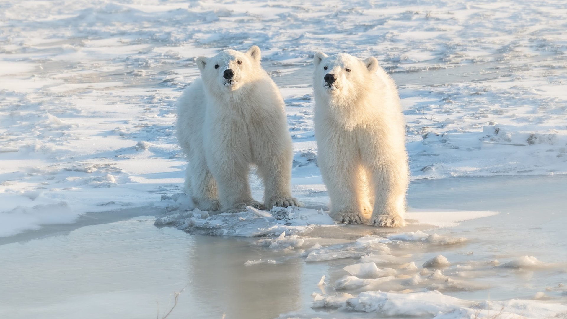 Обои берег, взгляд, медведь, лёд, льдины, медведи, белый медведь, shore, look, bear, ice, bears, polar bear разрешение 2000x1333 Загрузить